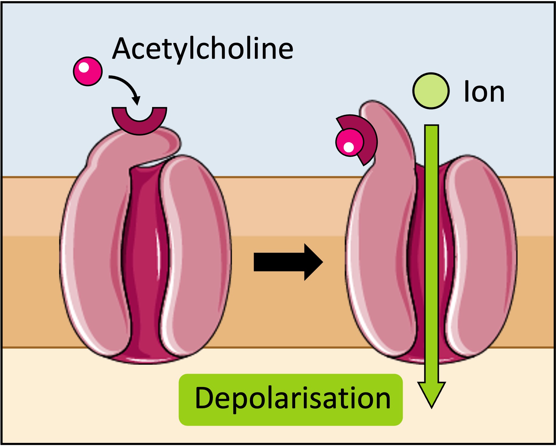 acetylcholine
