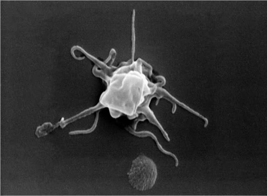 activated%20platelets