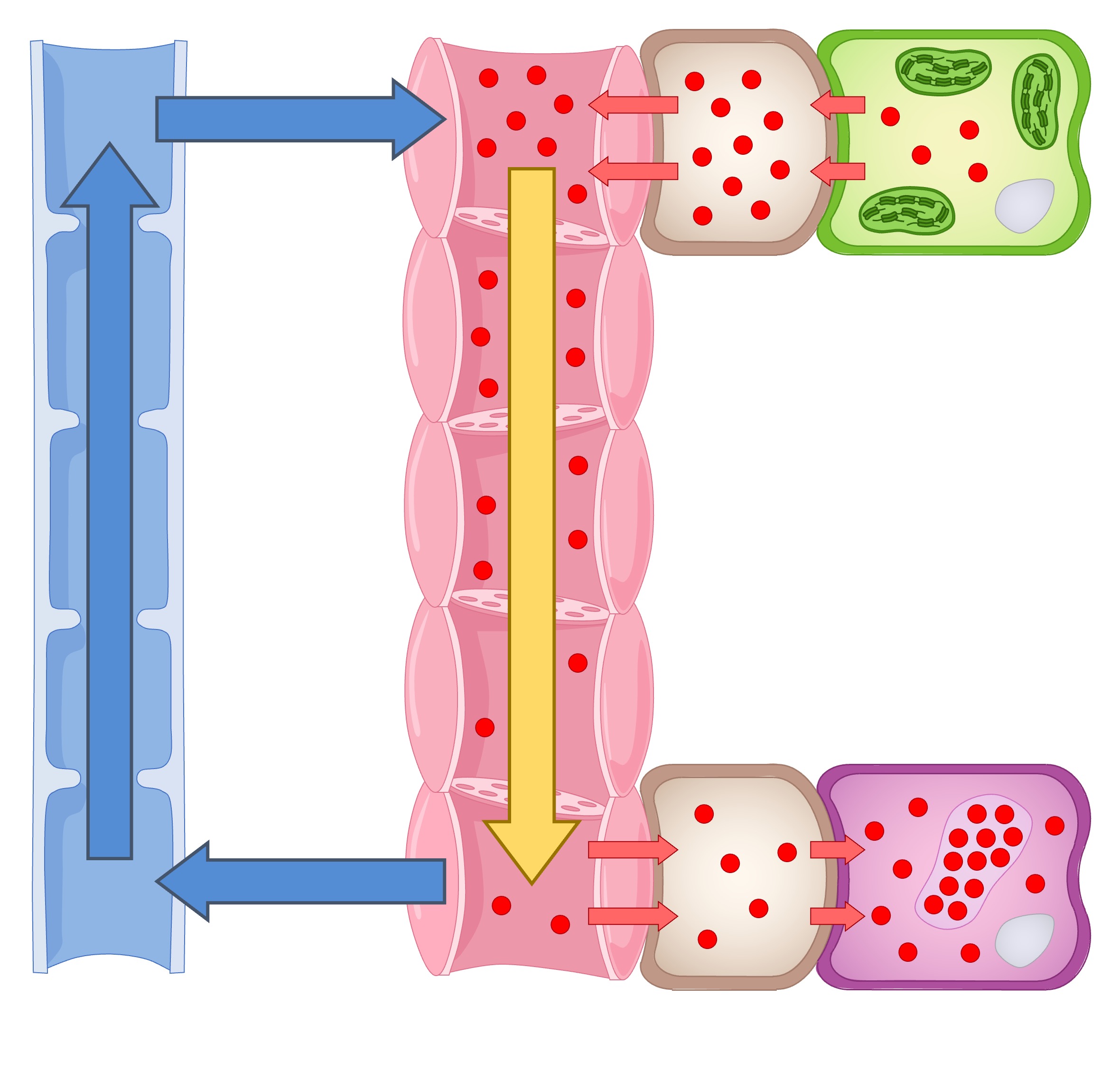 symplastic%20vs%20apoplastic%20mobile