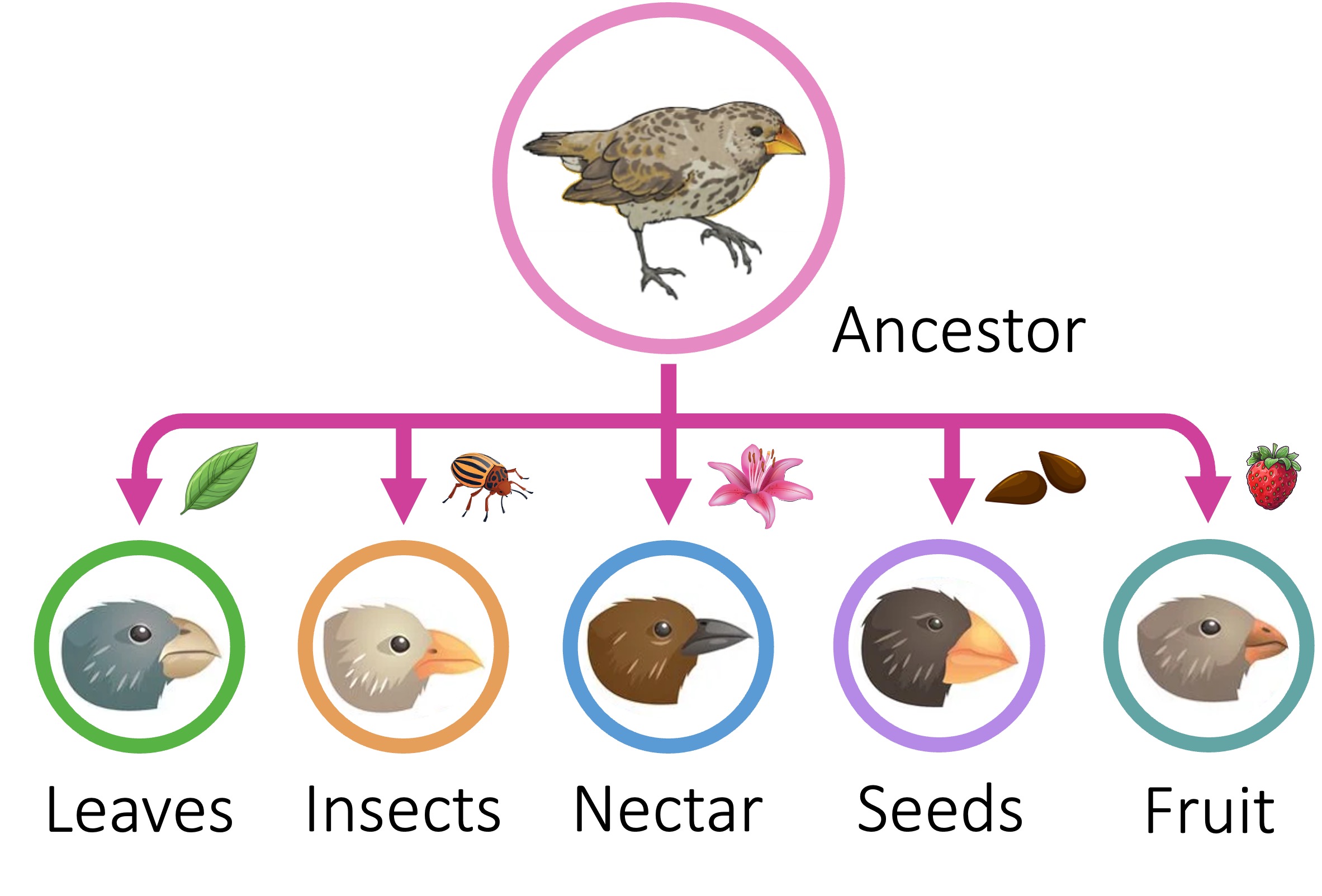 adaptive%20radiation%20mobile