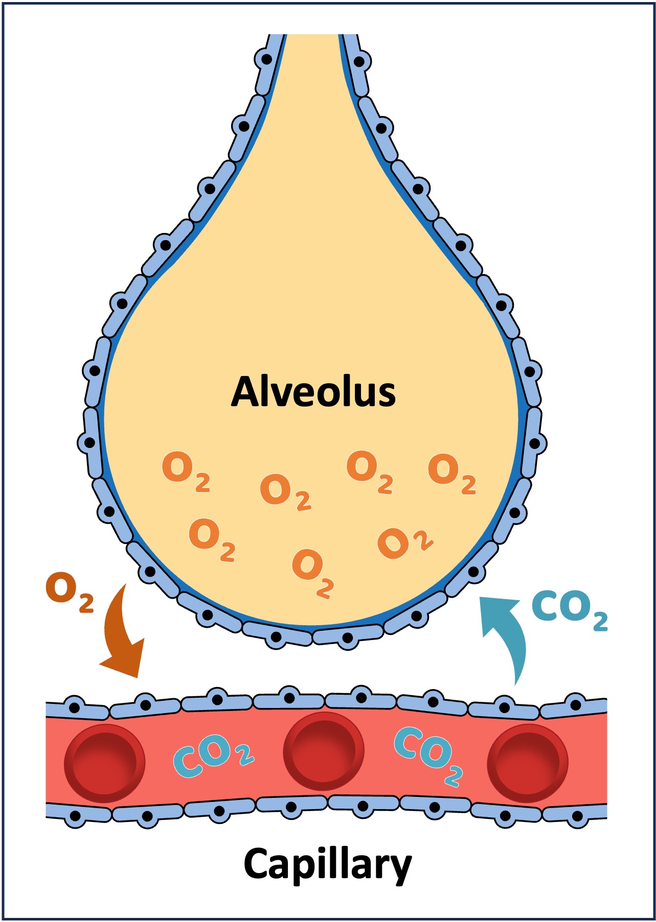 alveoli1
