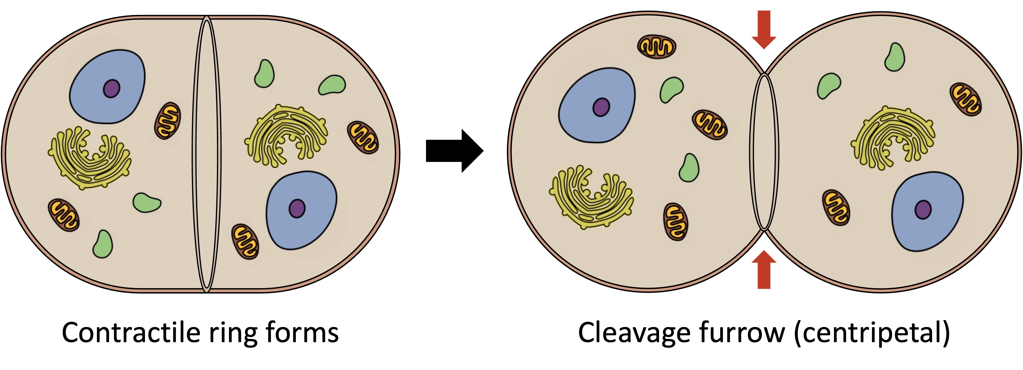 cell%20division%20ipad