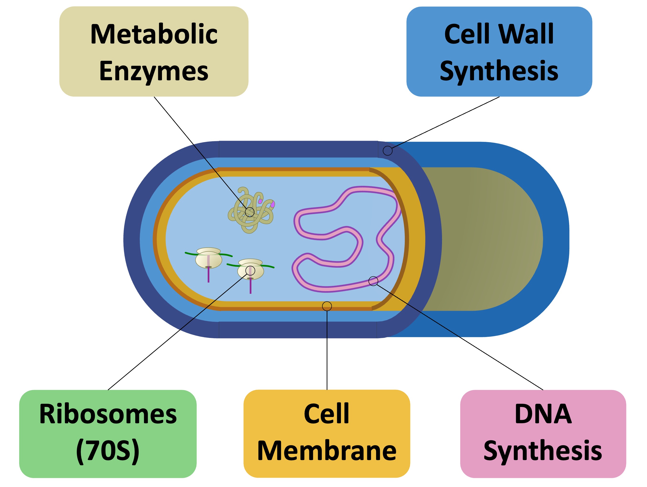 antibiotics%20mobile