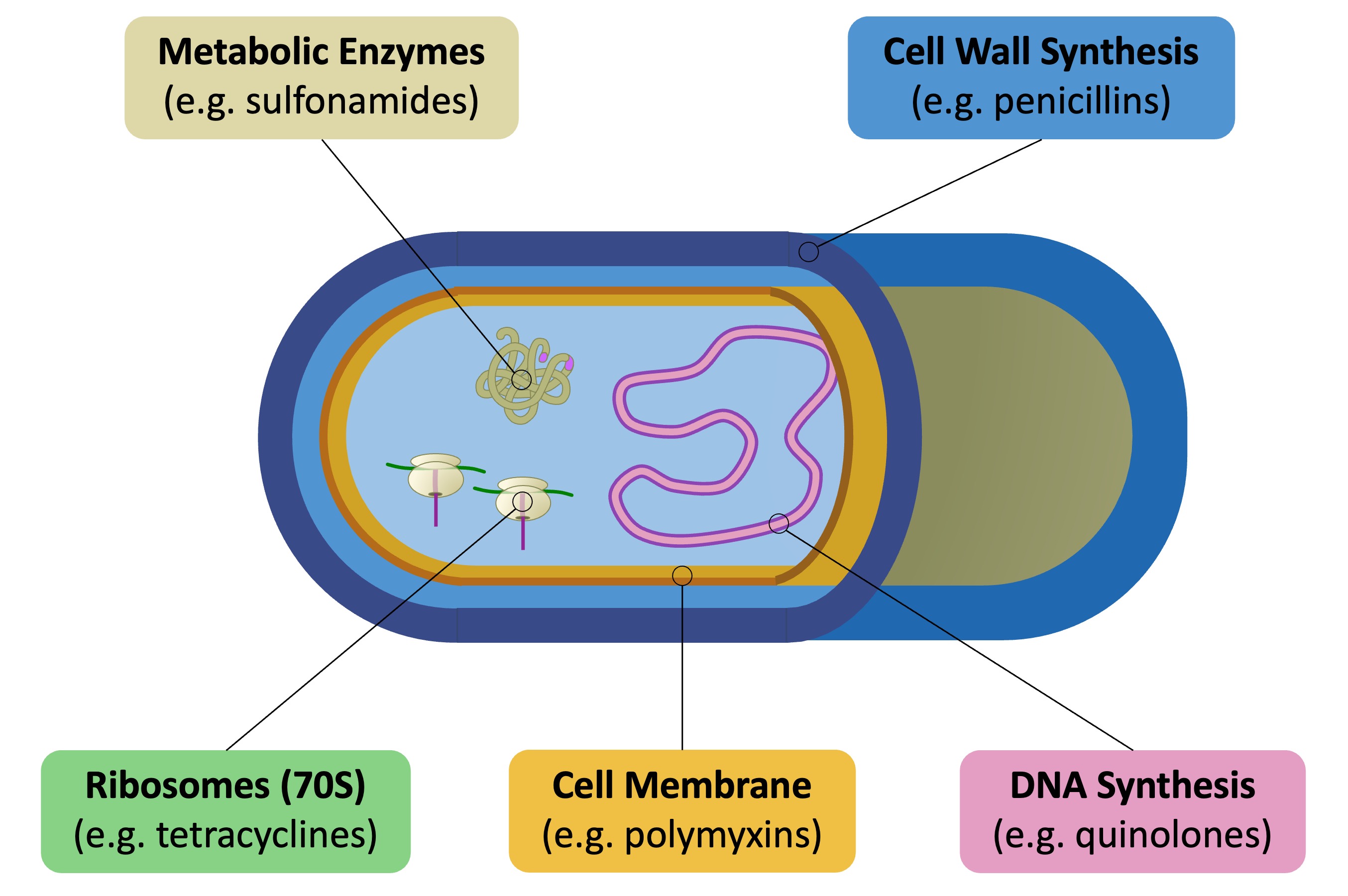 phagocyte