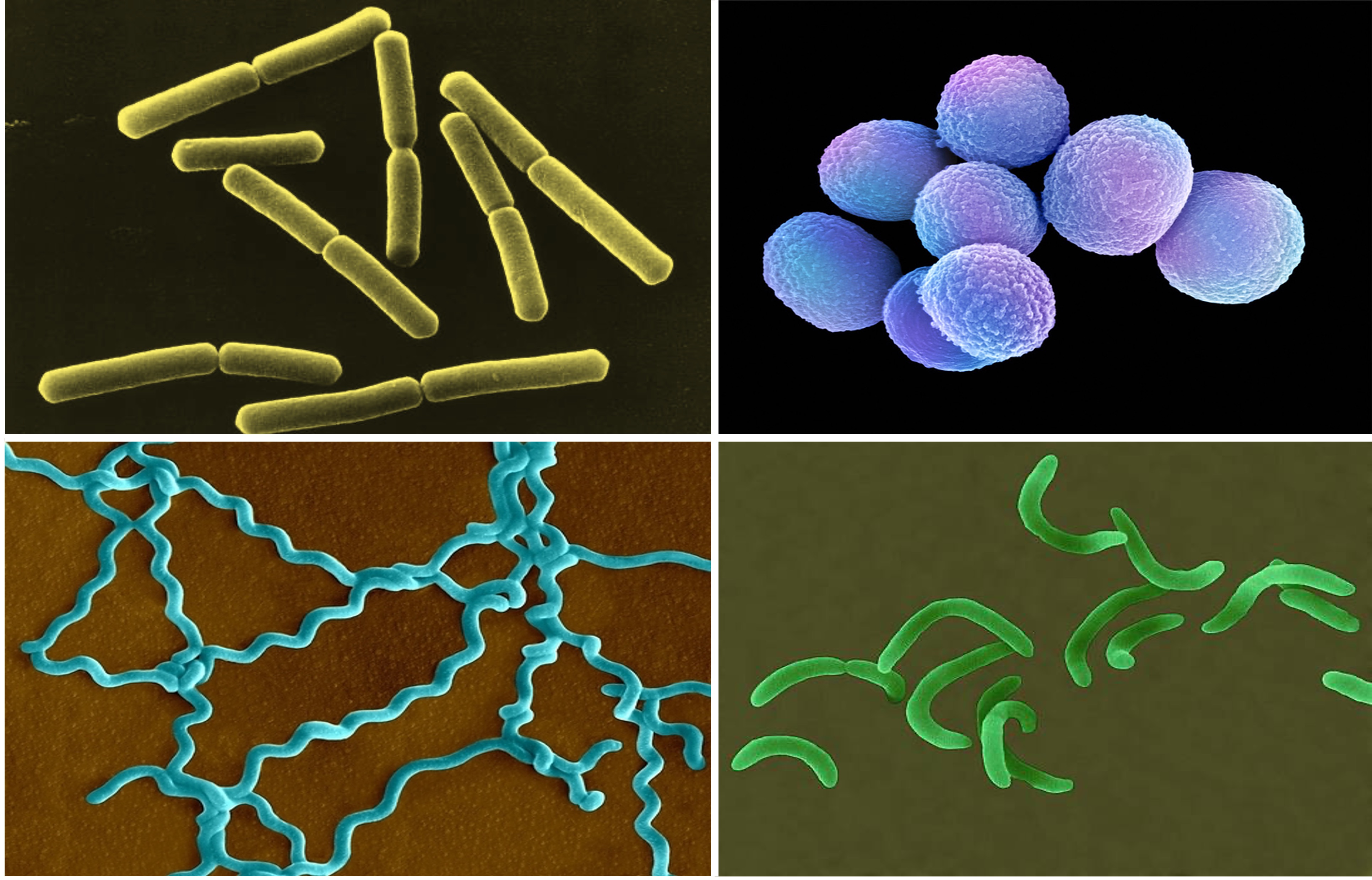 species%20diversity1
