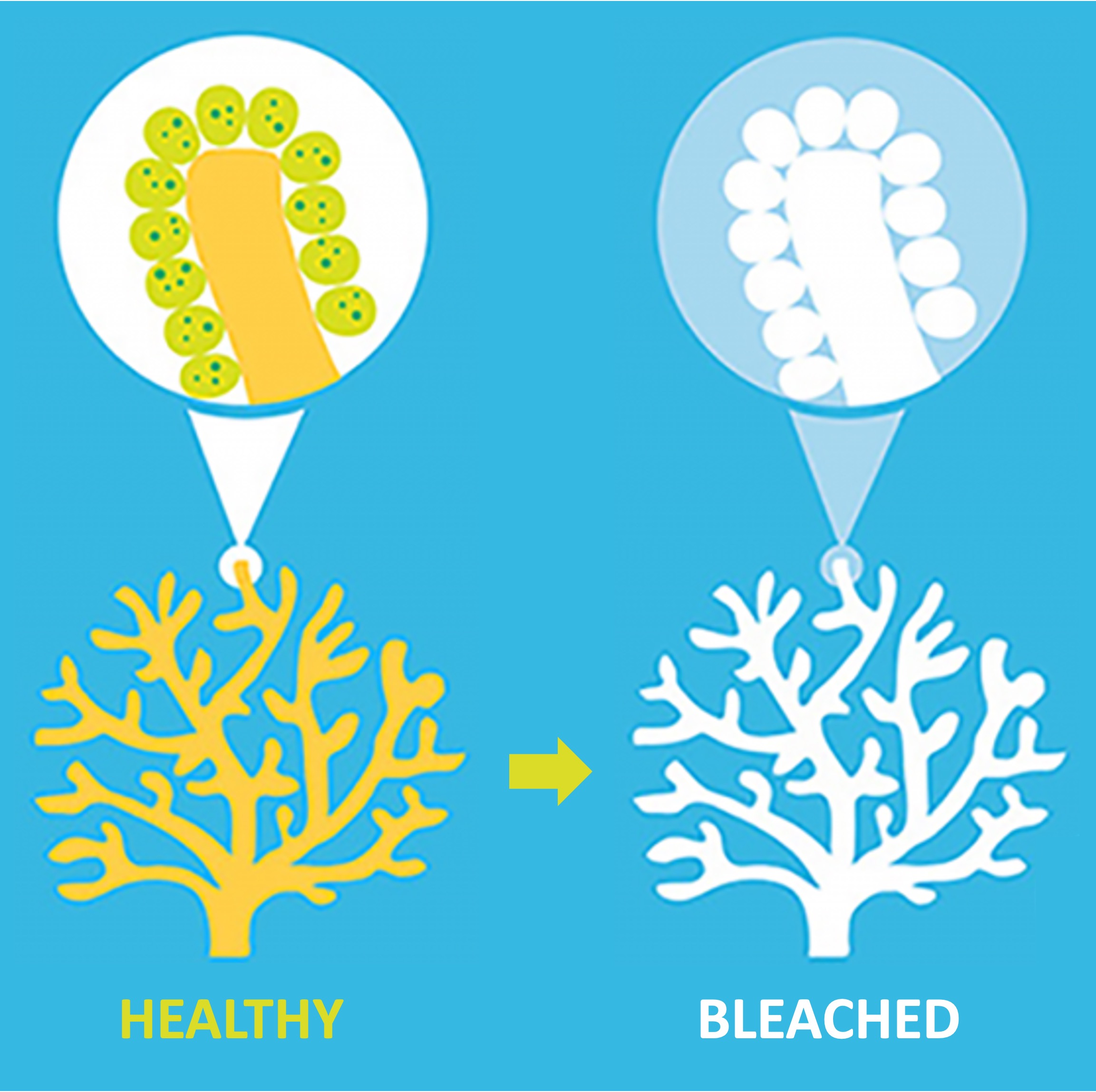 species%20diversity1