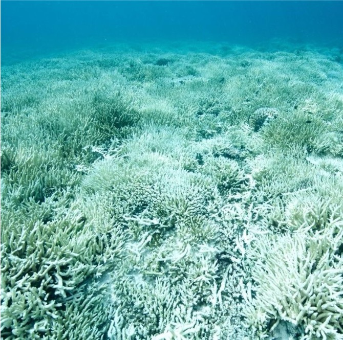 species%20diversity2