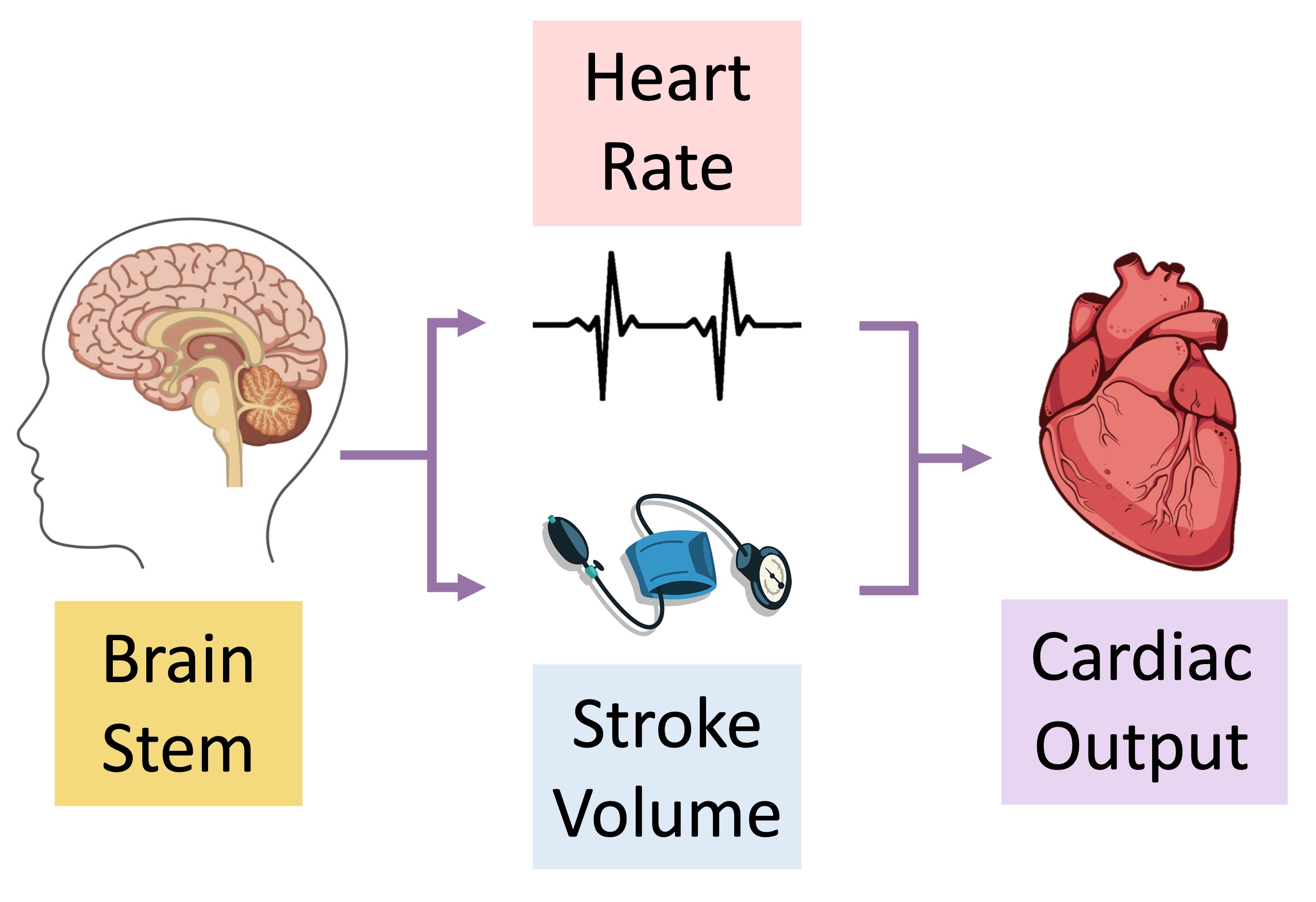 nervous%20system%20%28mobile%29