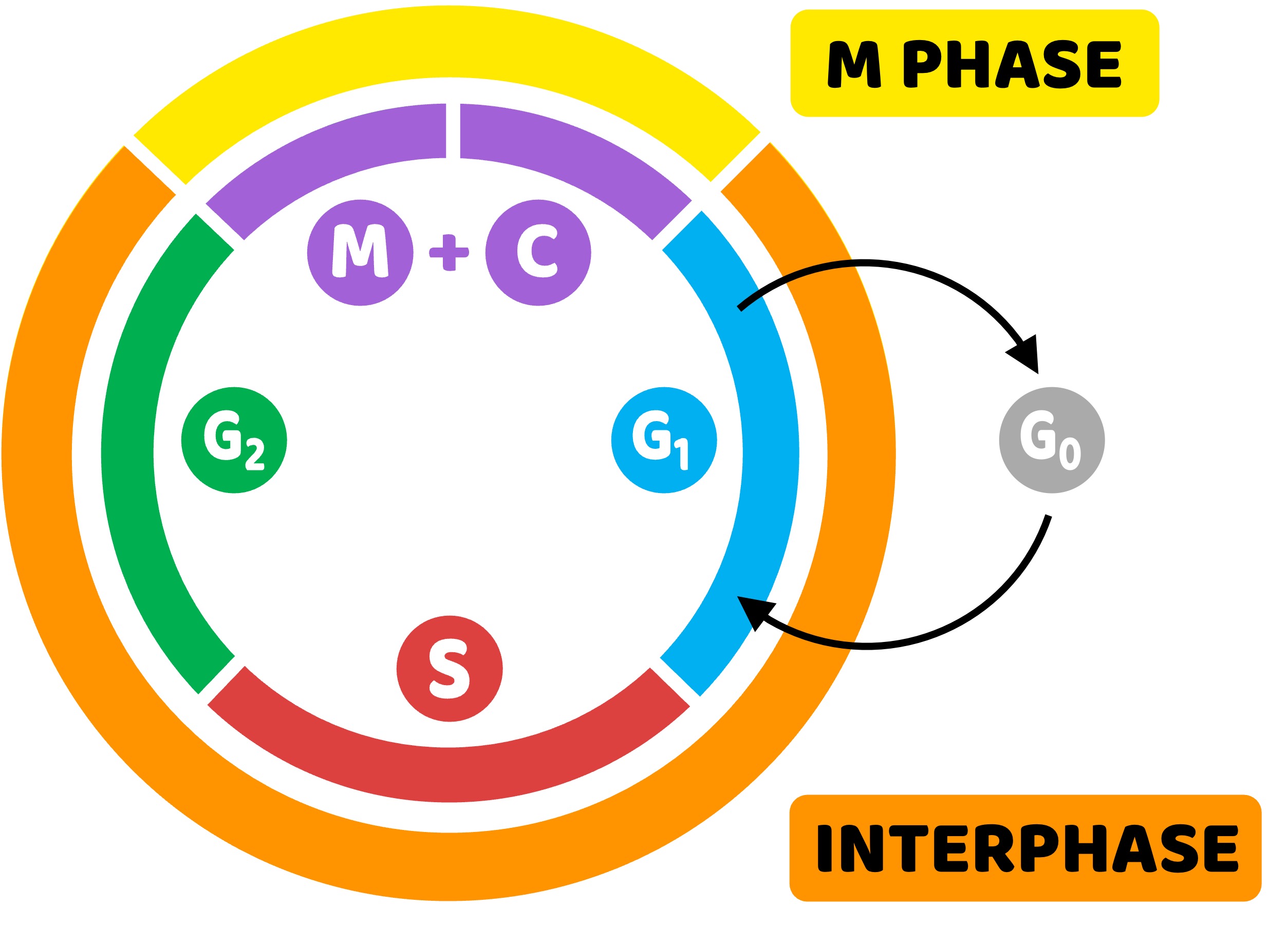 cell%20cycle2