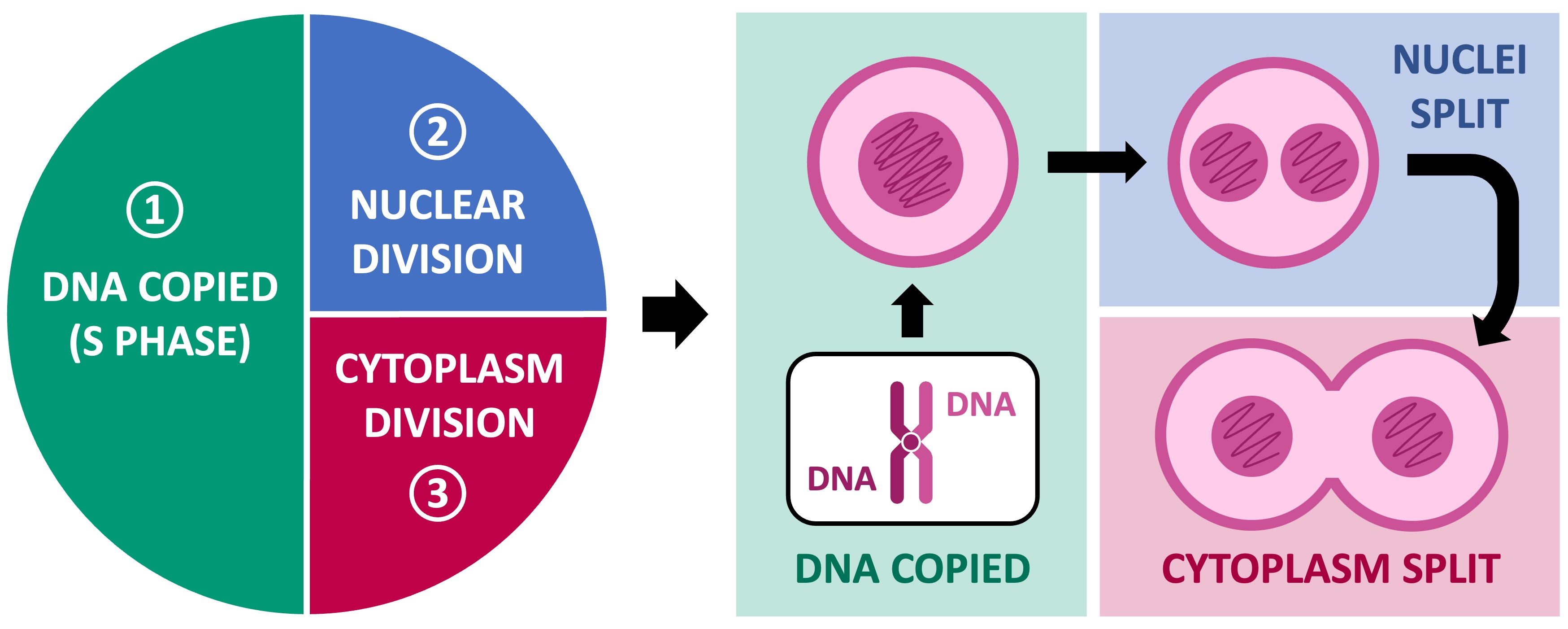 cell%20division%20ipad