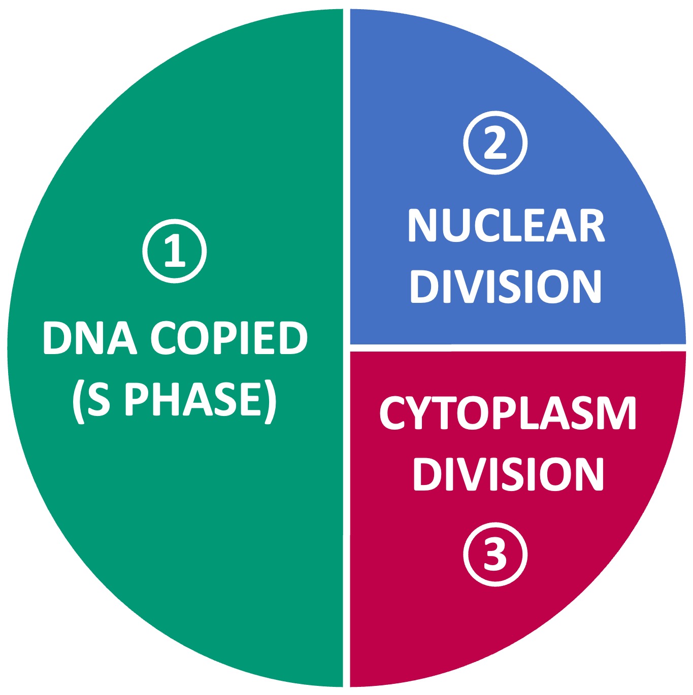 cell%20division%20mobile