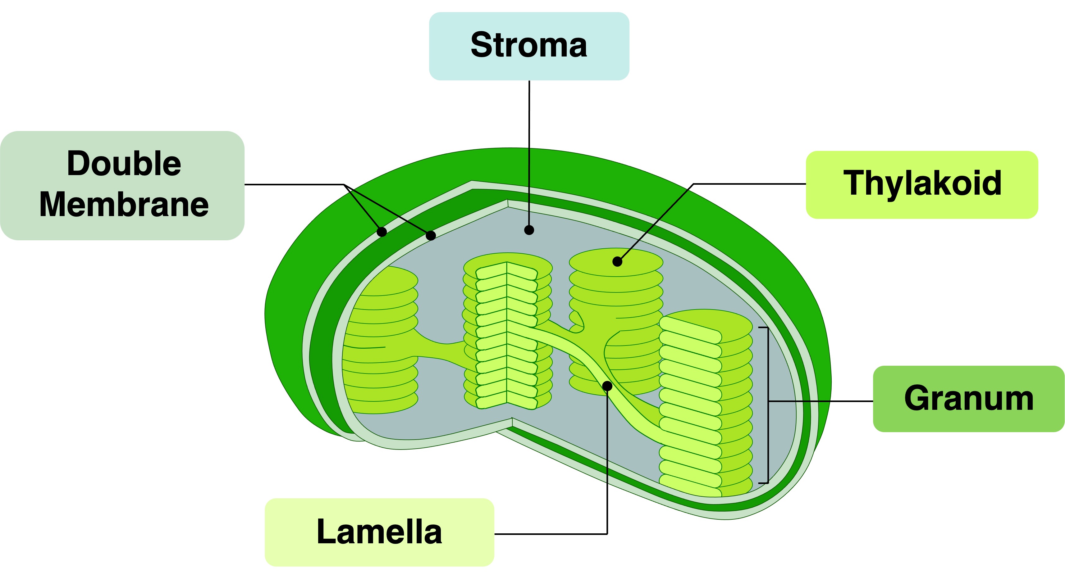 mitochondria%20labelled2