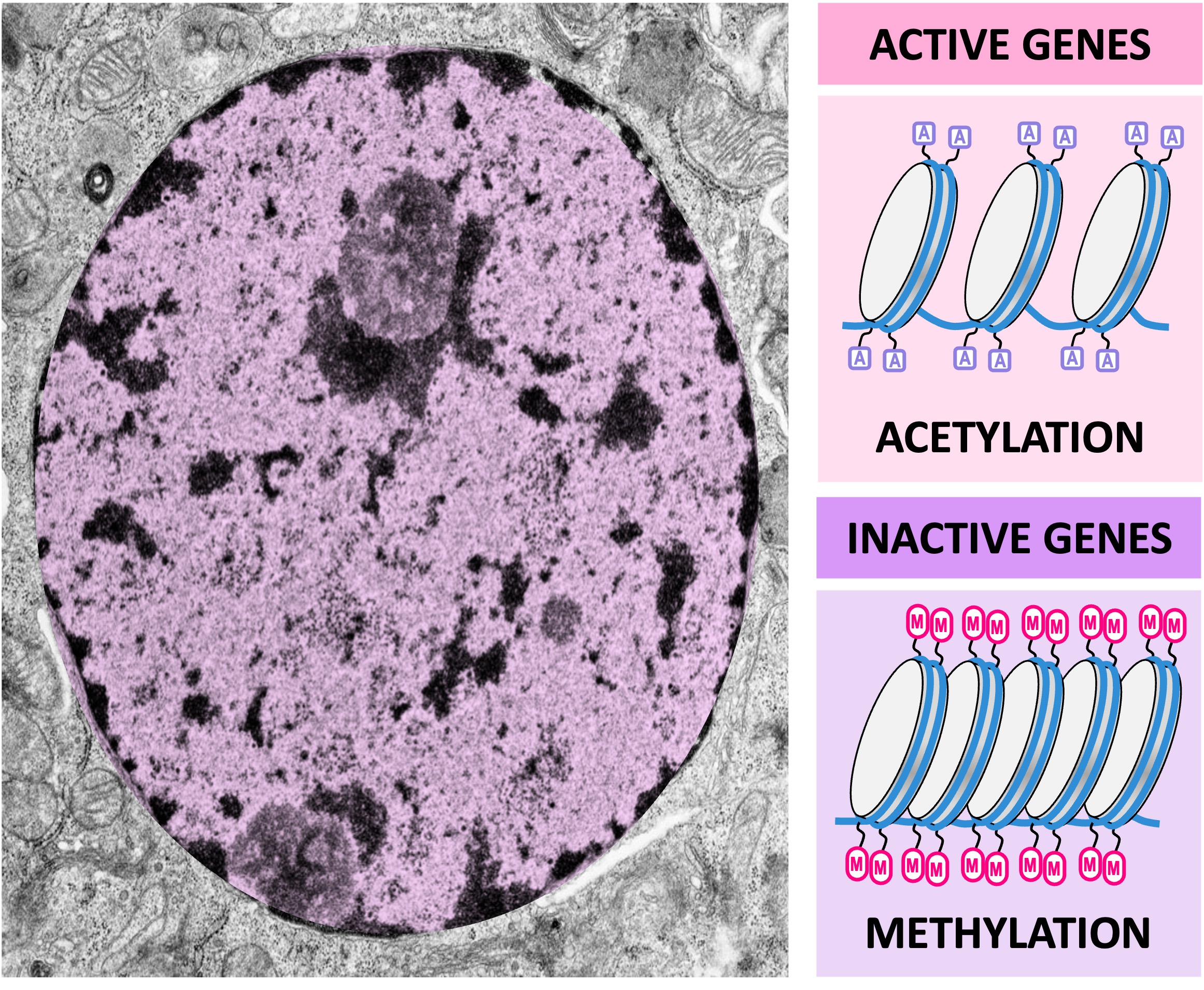 histone%20methylation%20mobile