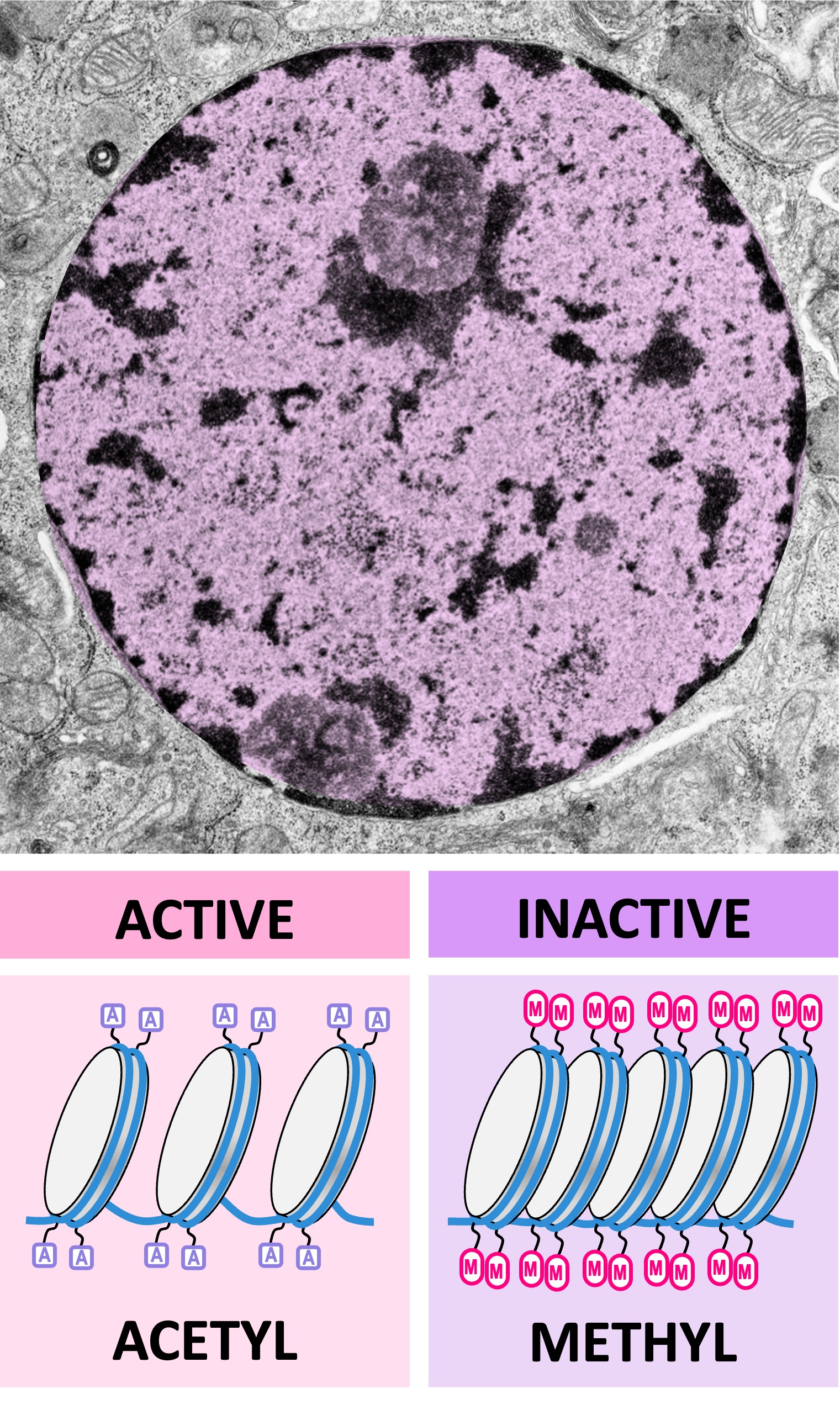 chromatin3