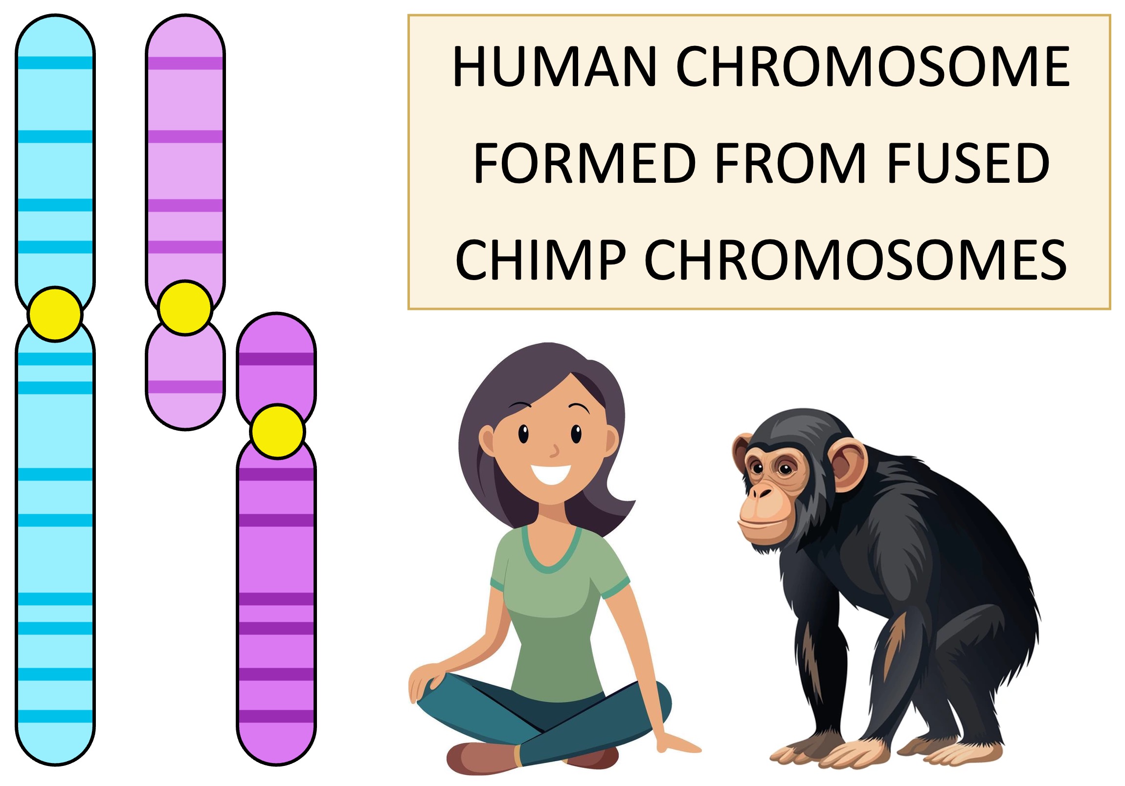 chromosome%20comparison%20mobile