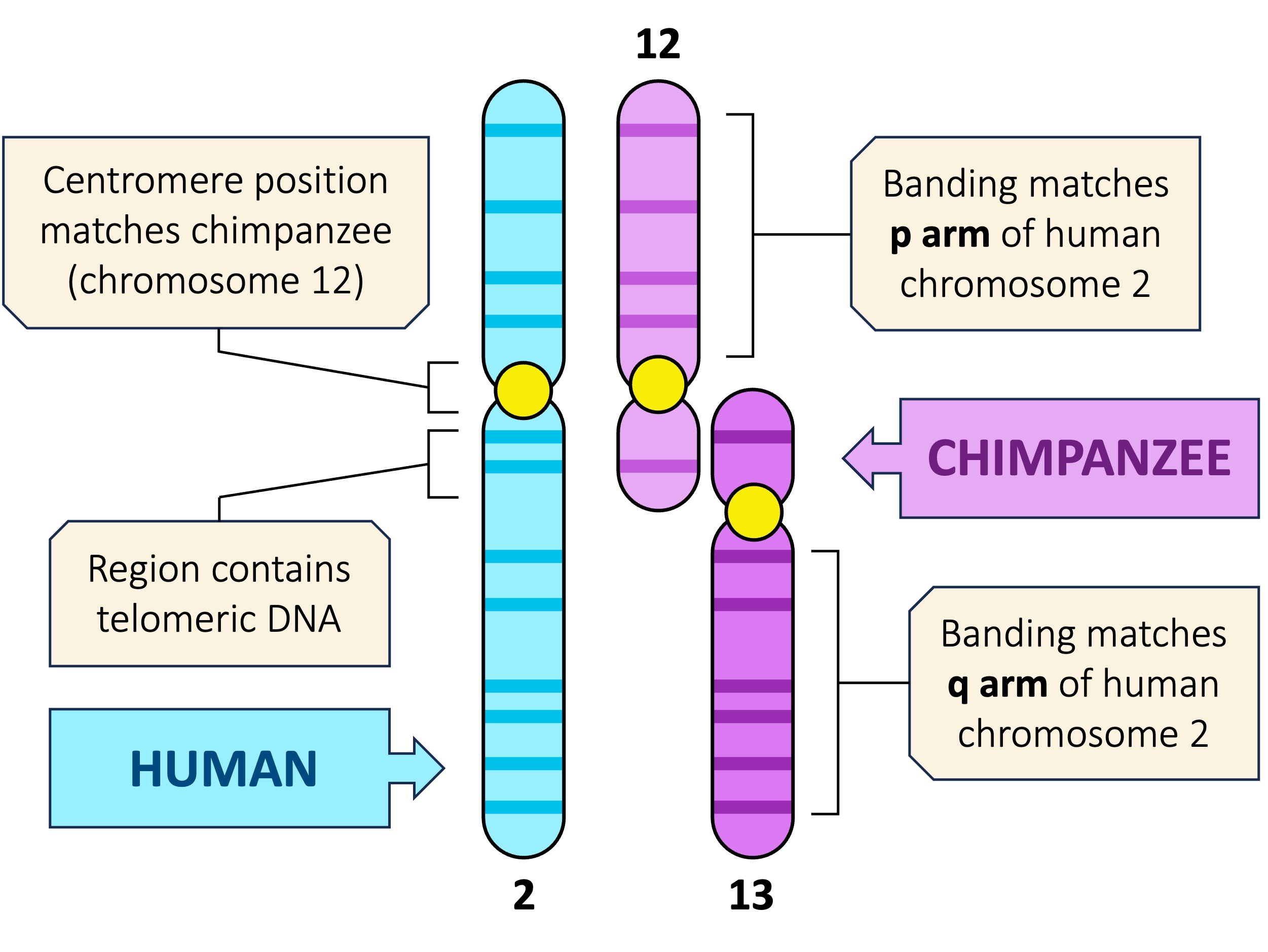 chromosome%20comparison