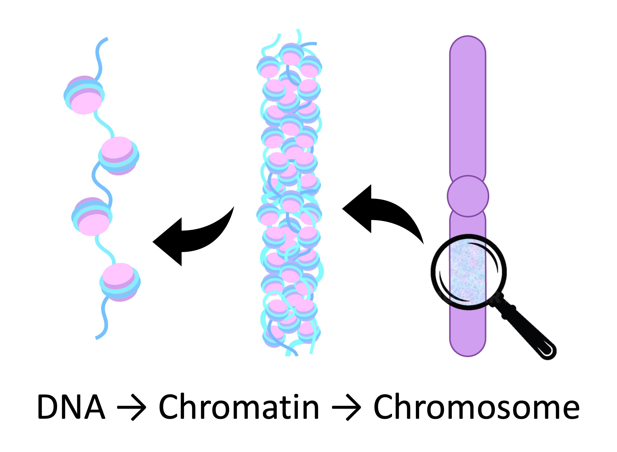 chromosome%20structure%20ipad