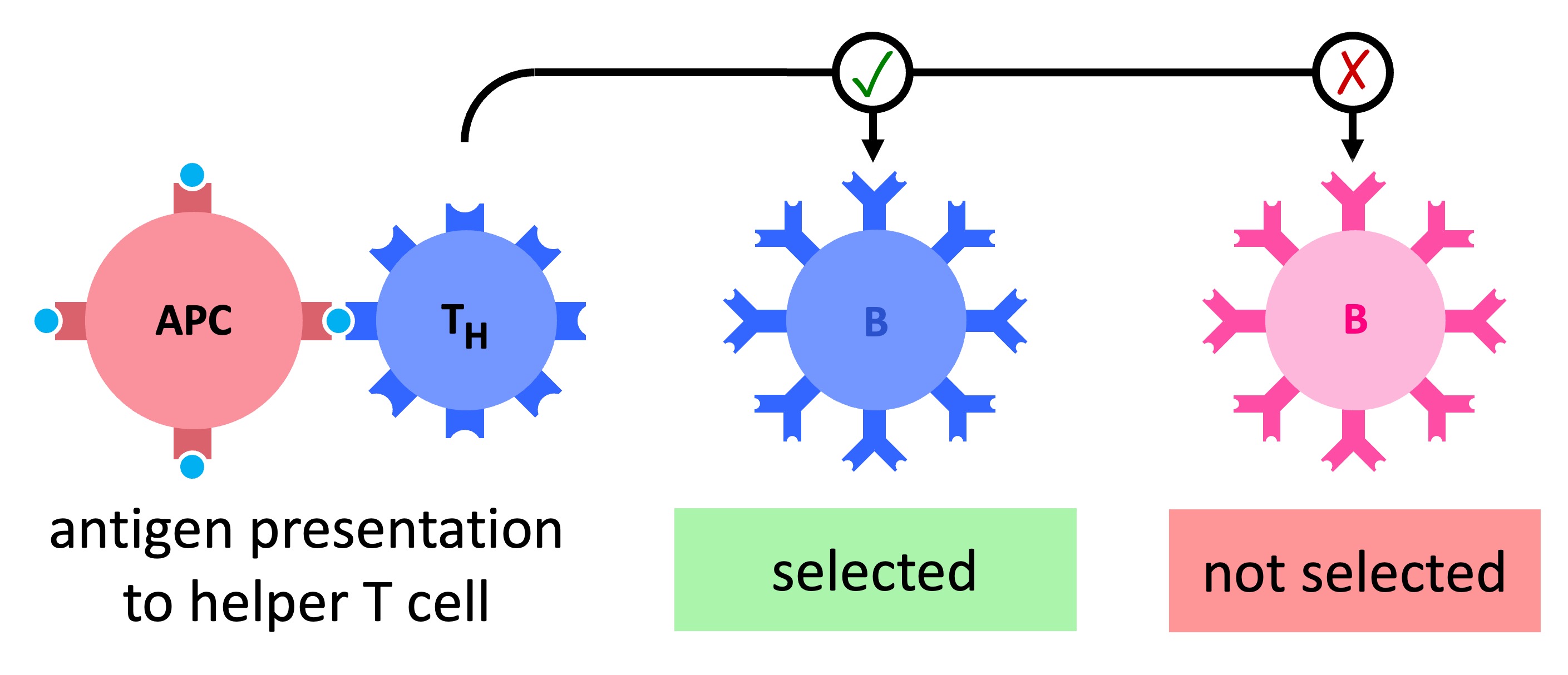 clonal%20selection%20ipad