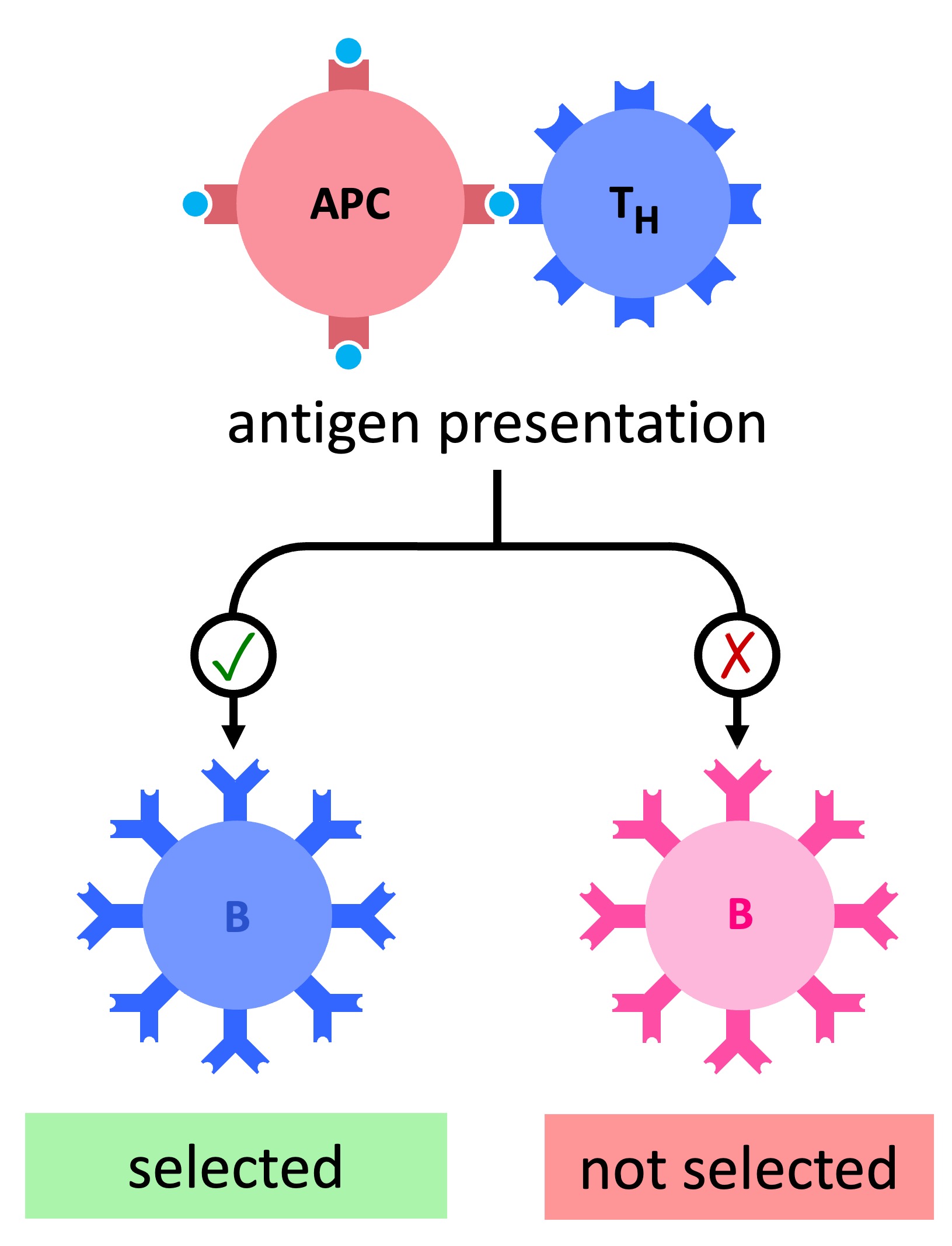 clonal%20selection%20mobile