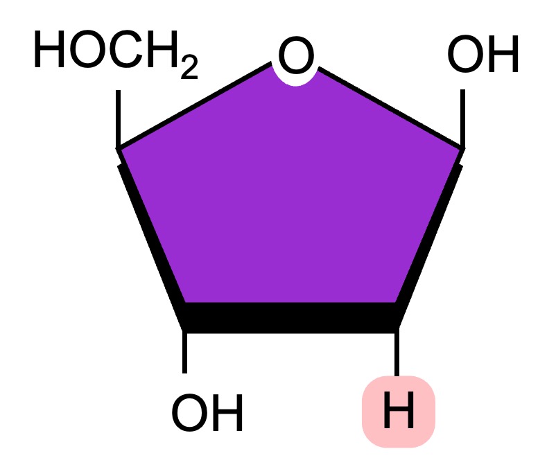 thymine