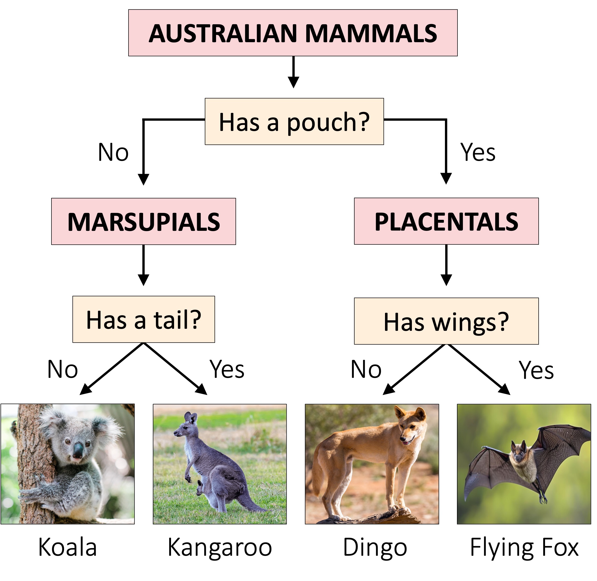 dichotomous%20mobile