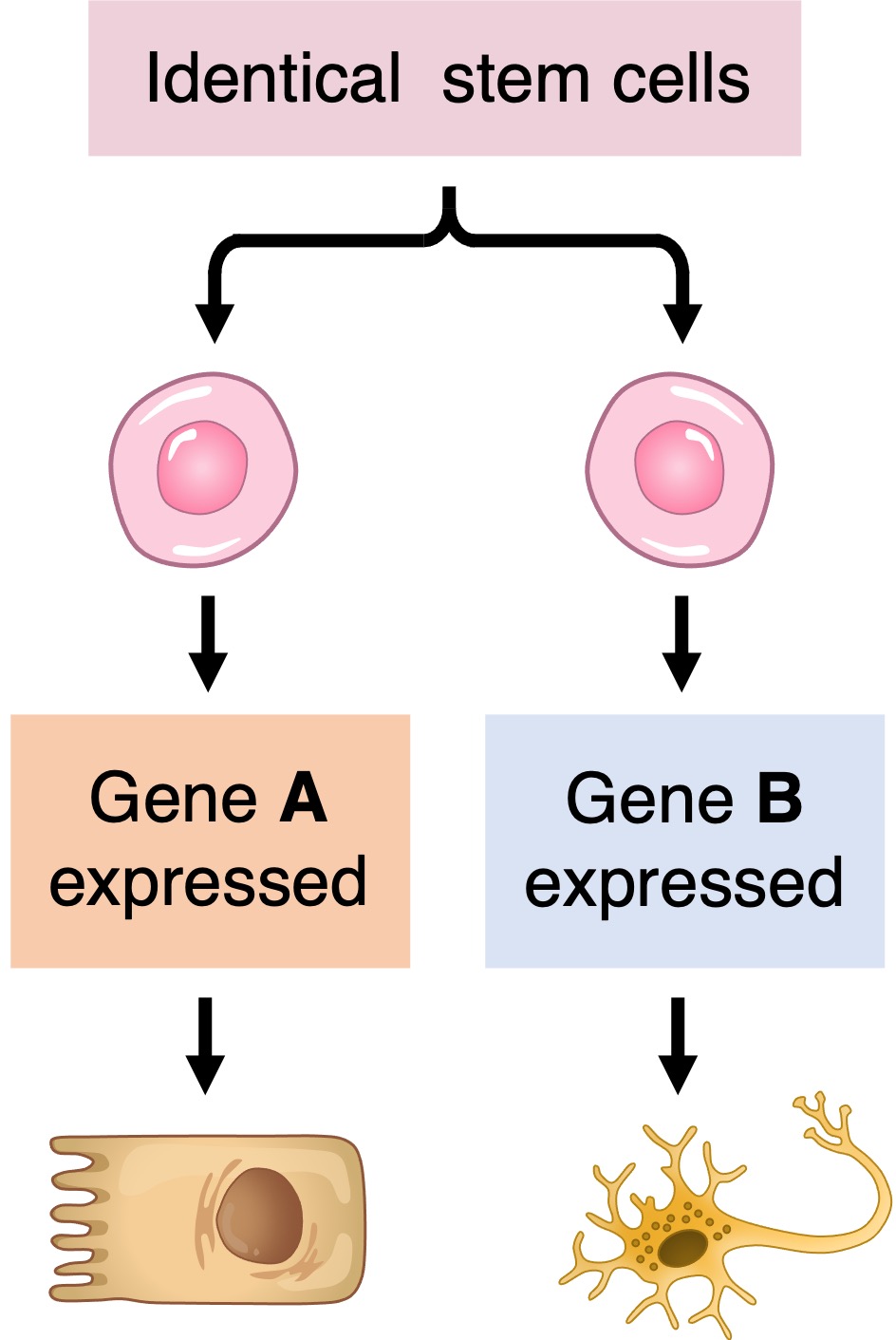 differentiation%20ipad