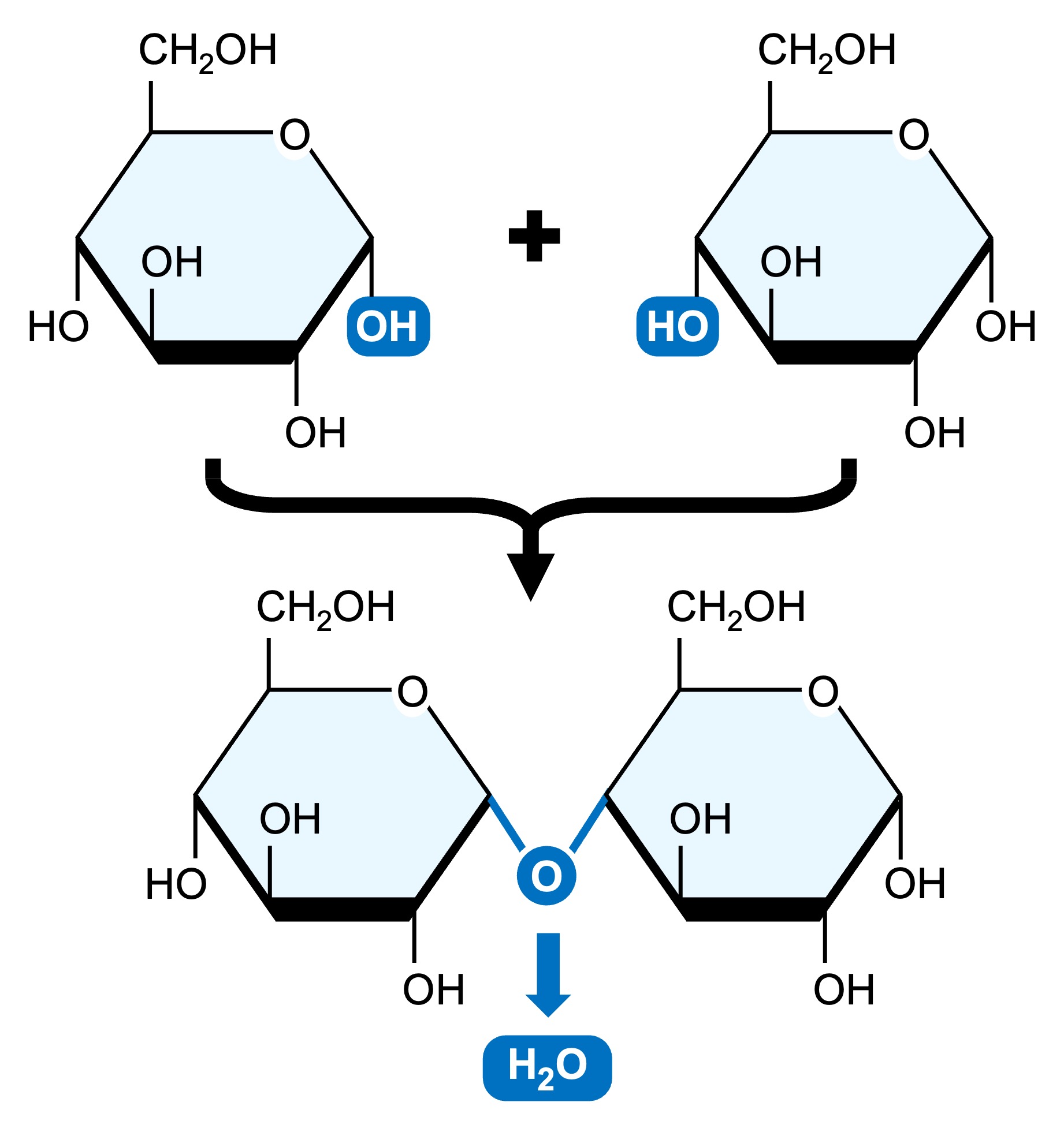 glycocalyx