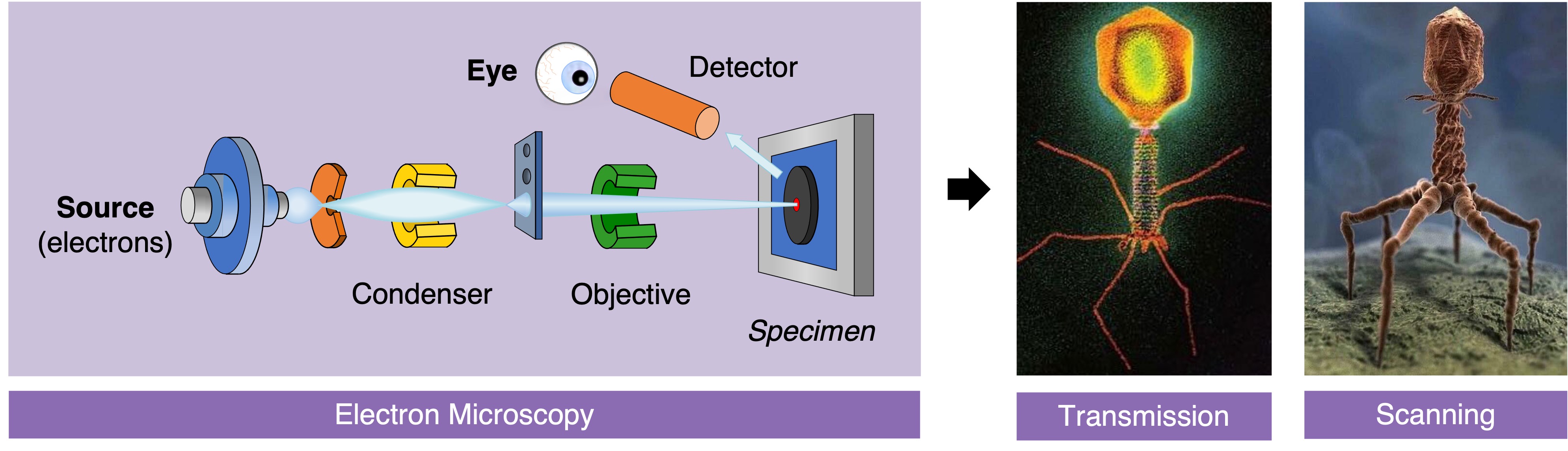electron%20microscopy