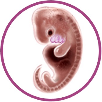 embryo%20mammal