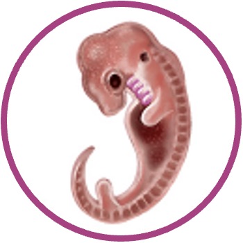embryo%20reptile