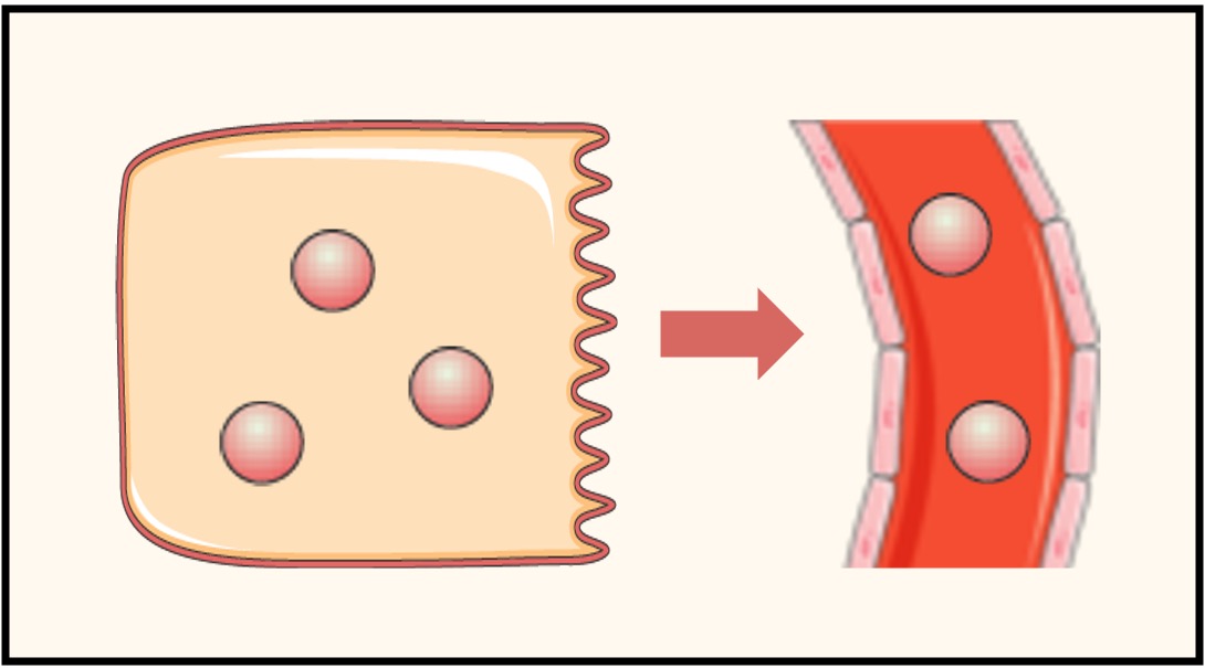 endocrine%20signalling