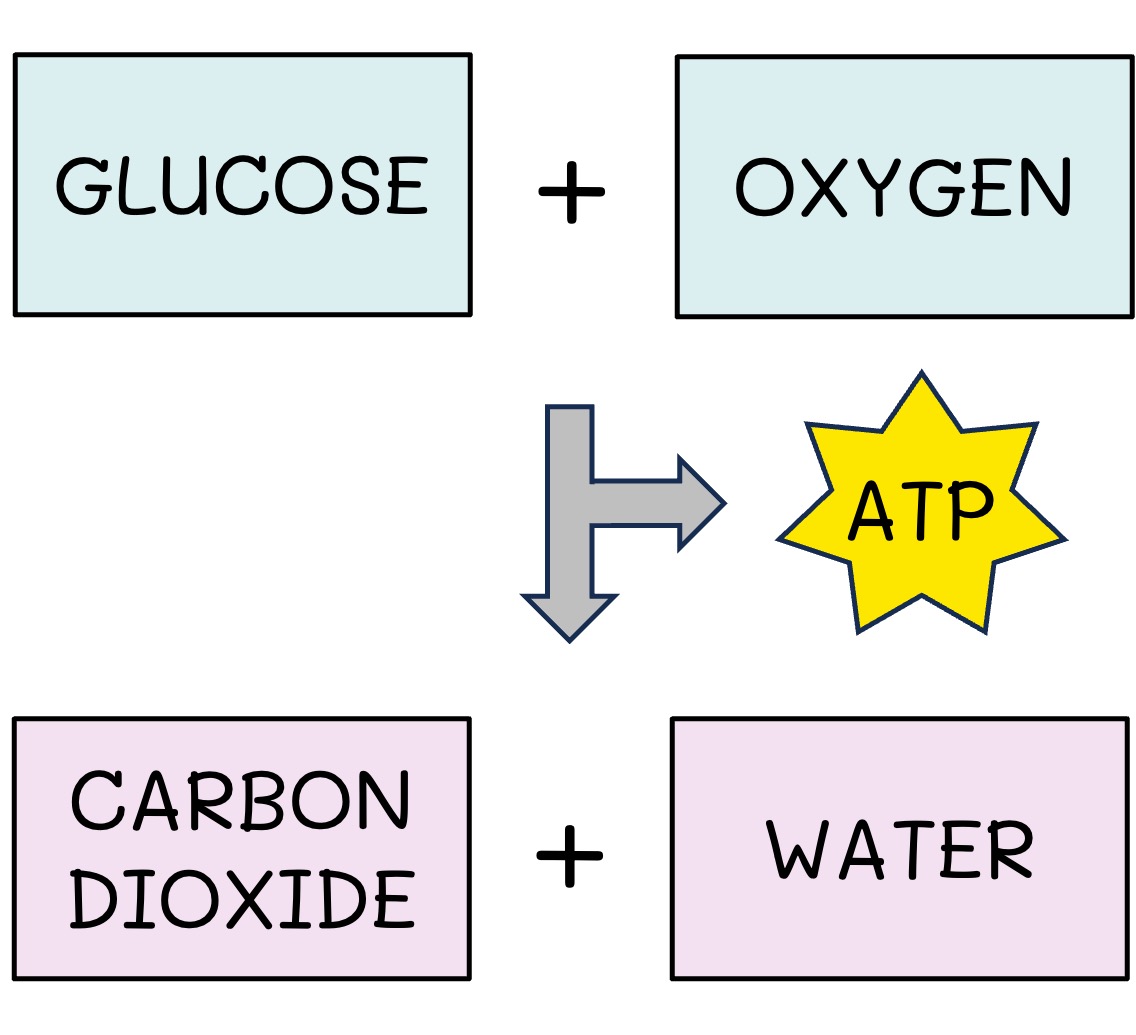 energy%20flow1%20mobile