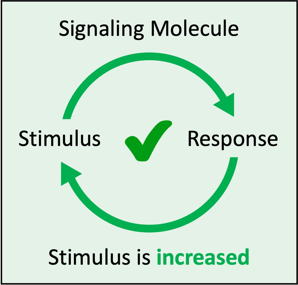 endocrine%20signalling