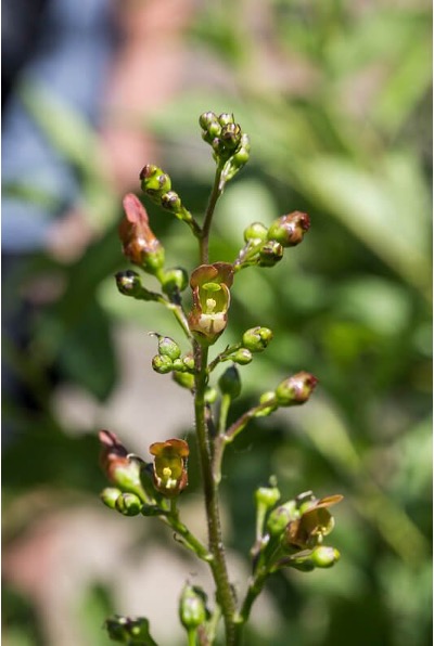 figwort3