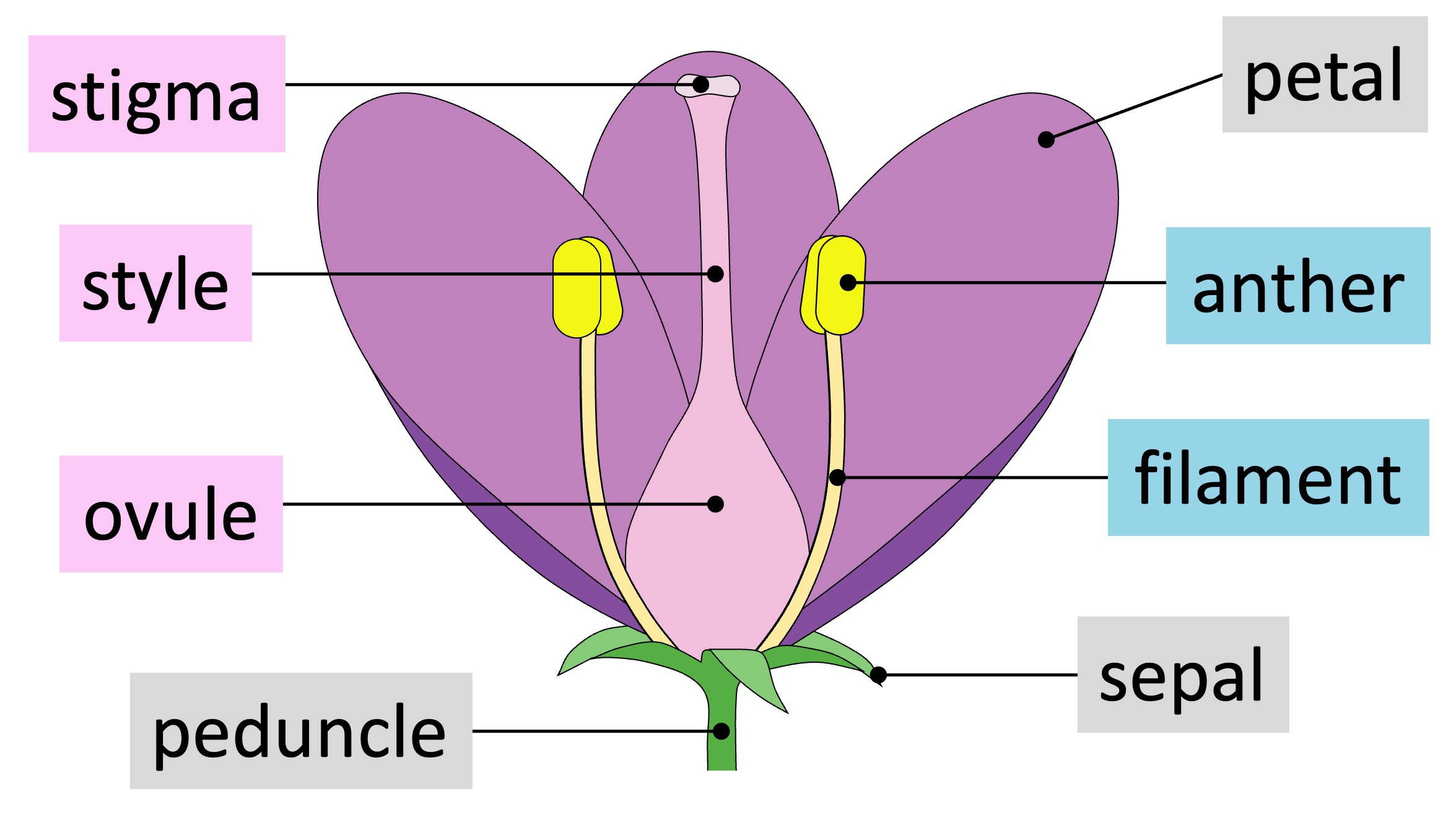 plant%20reproduction%20mobile