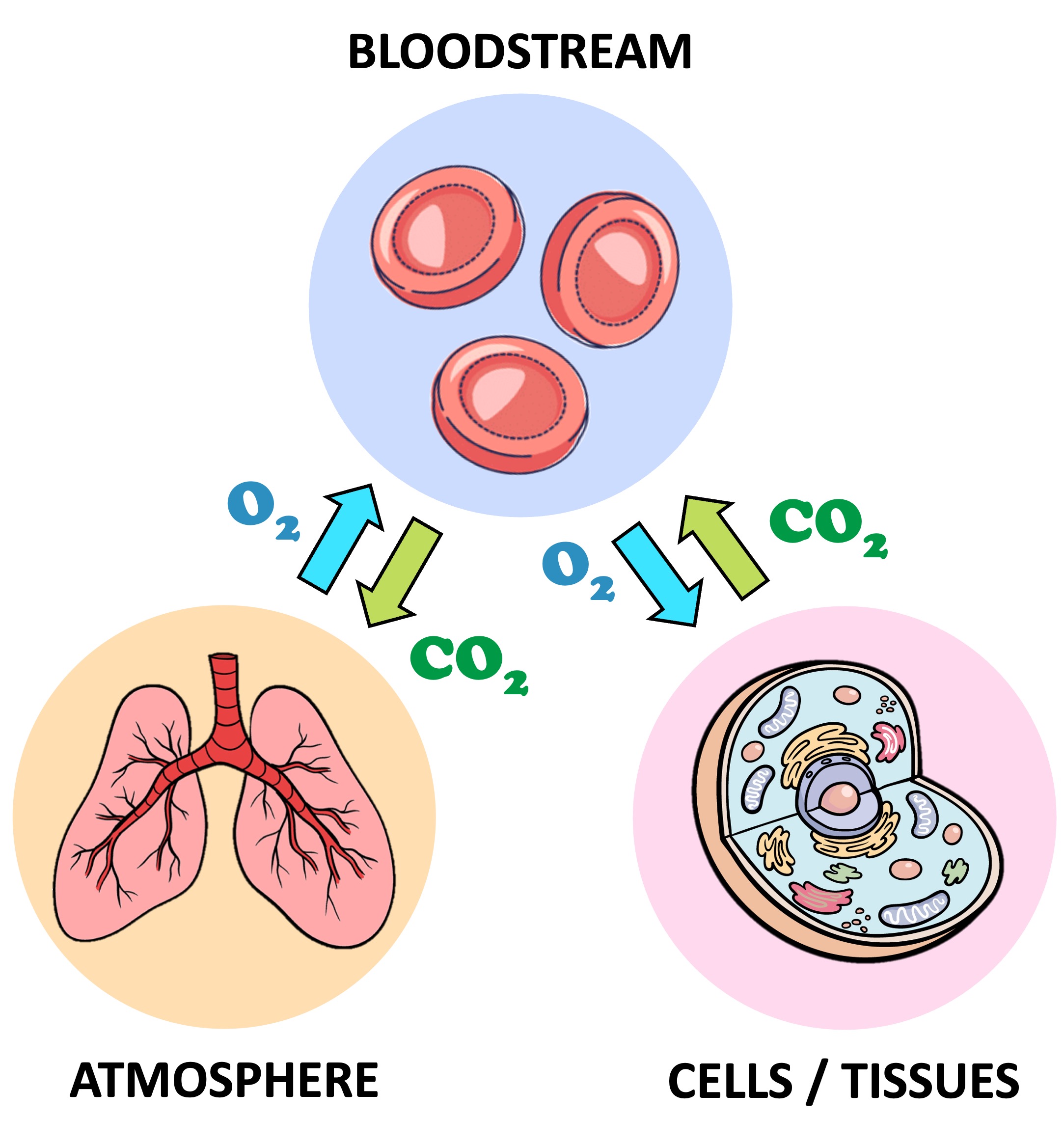 gas%20exchange%20mobile