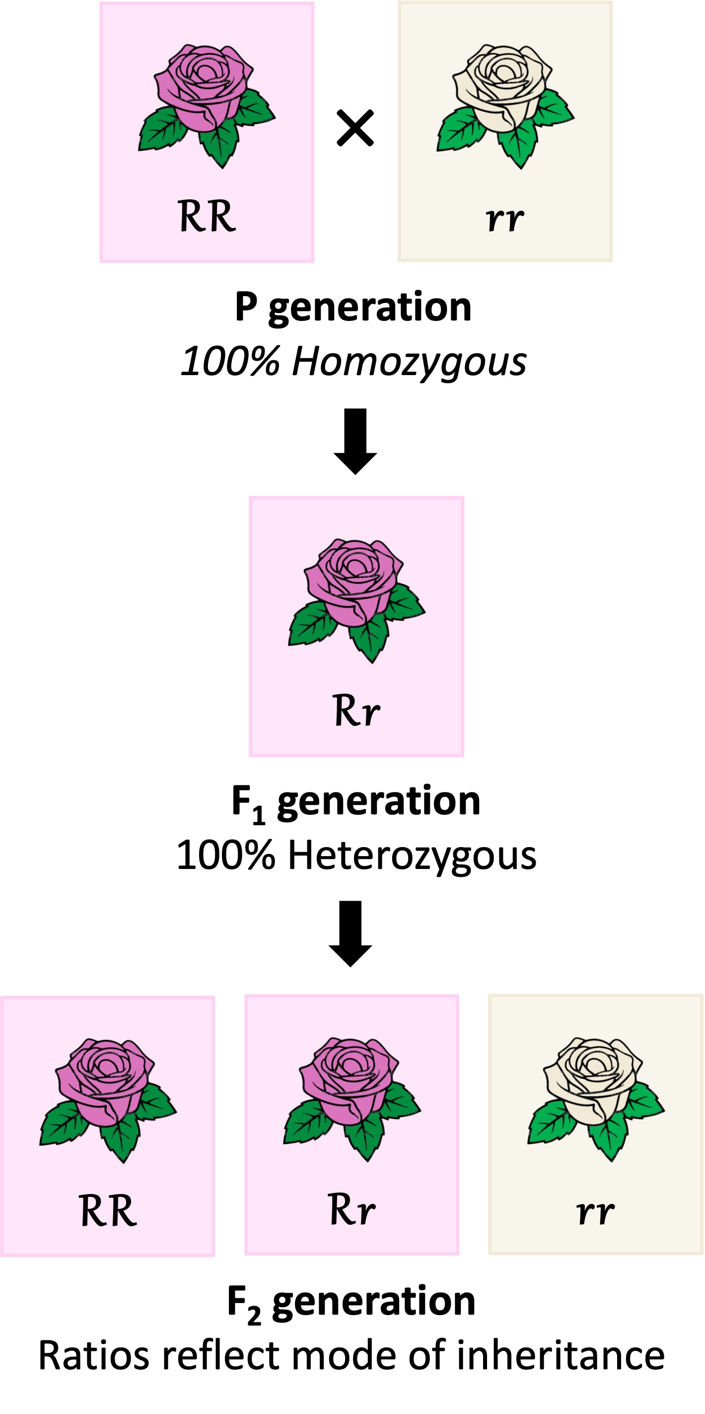 genetic%20cross%20ipad