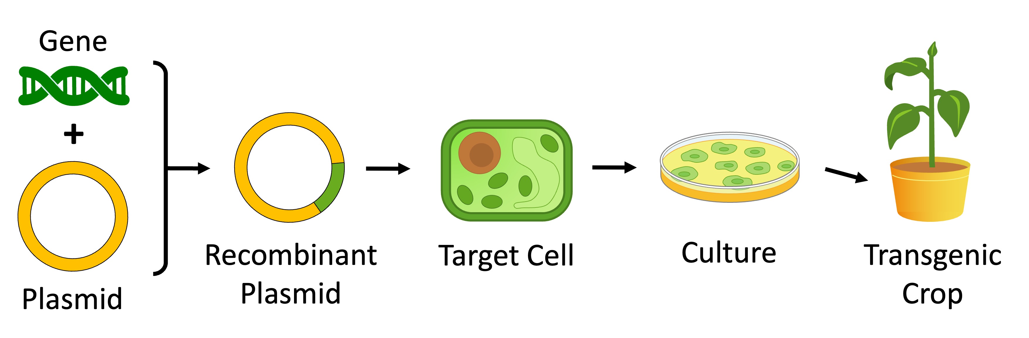 genetic%20modification%20ipad