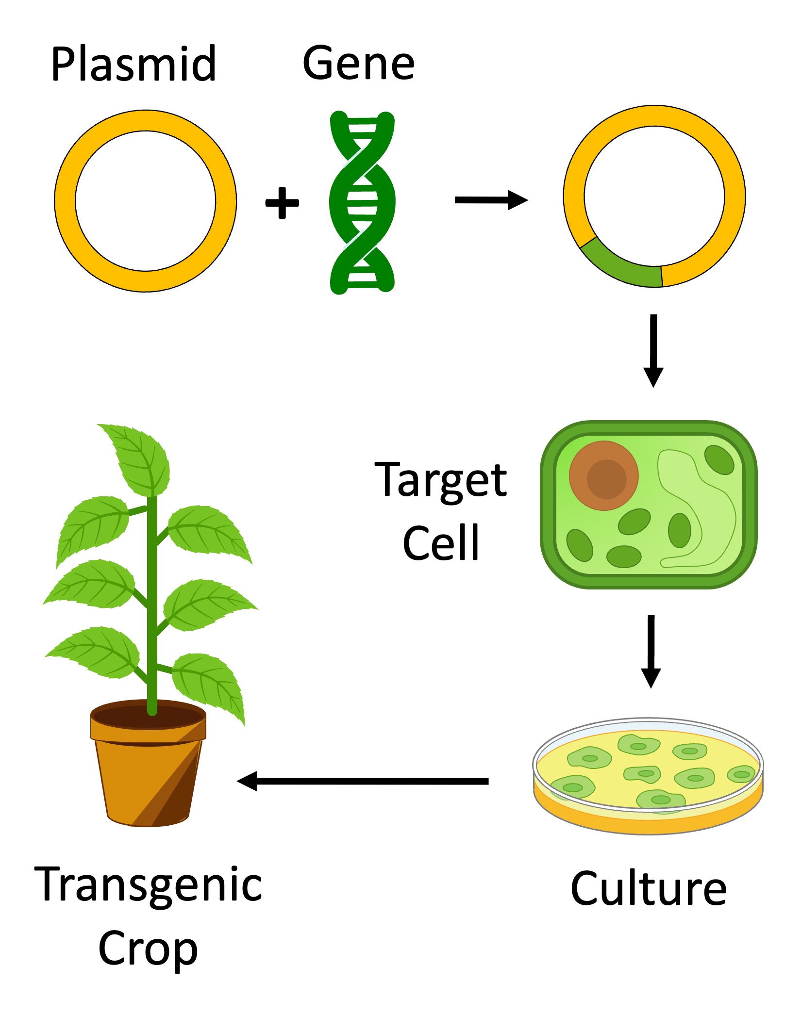 genetic%20modification%20mobile