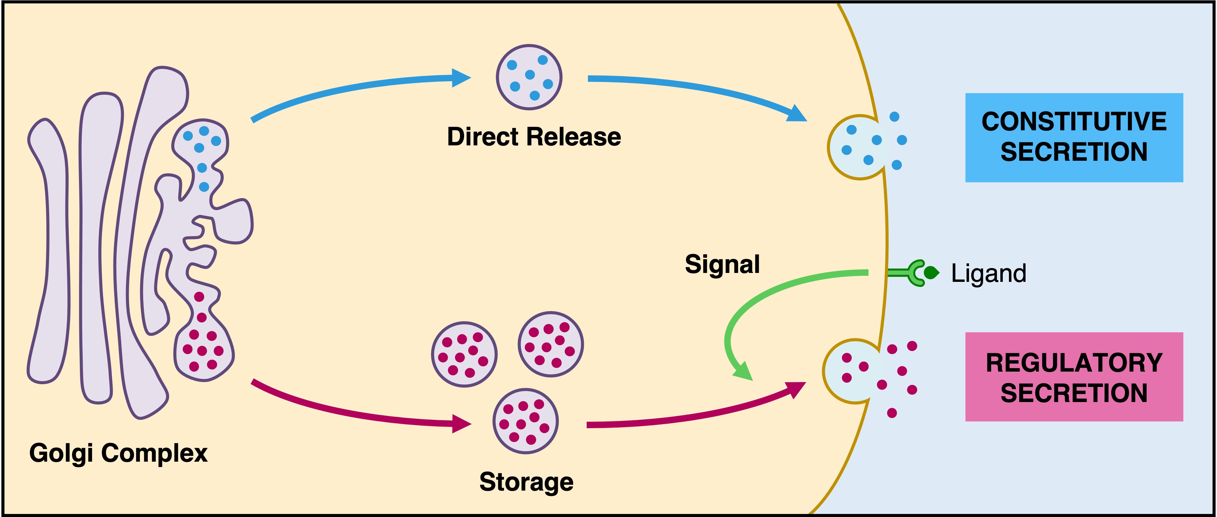 mitochondria%20labelled1