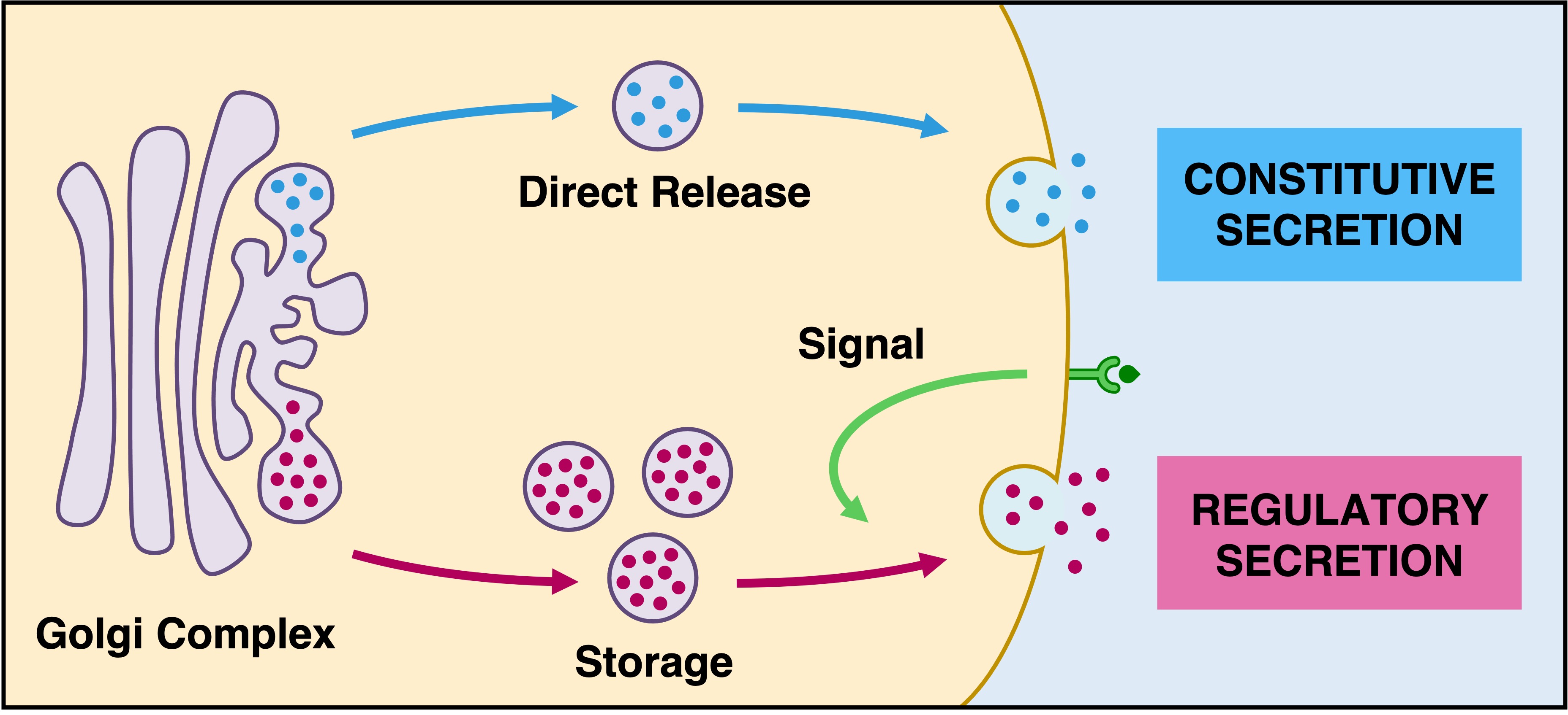 mitochondria%20labelled2