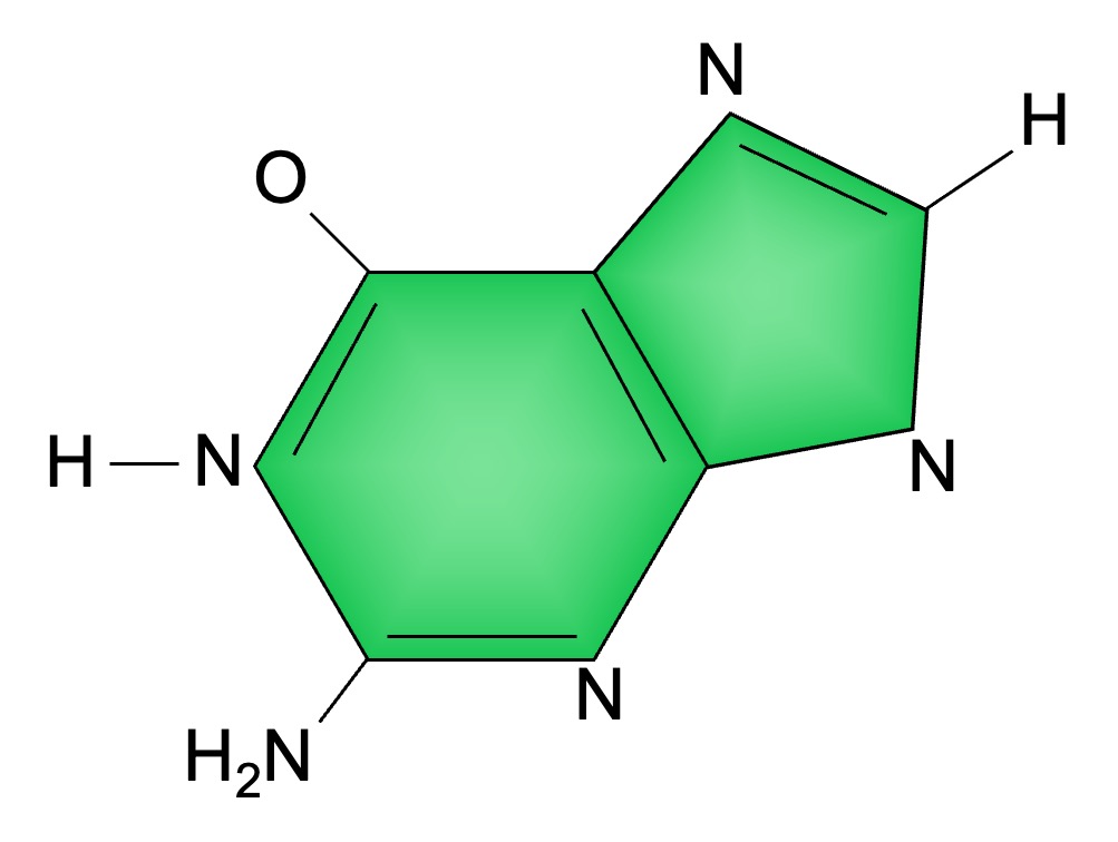 guanine