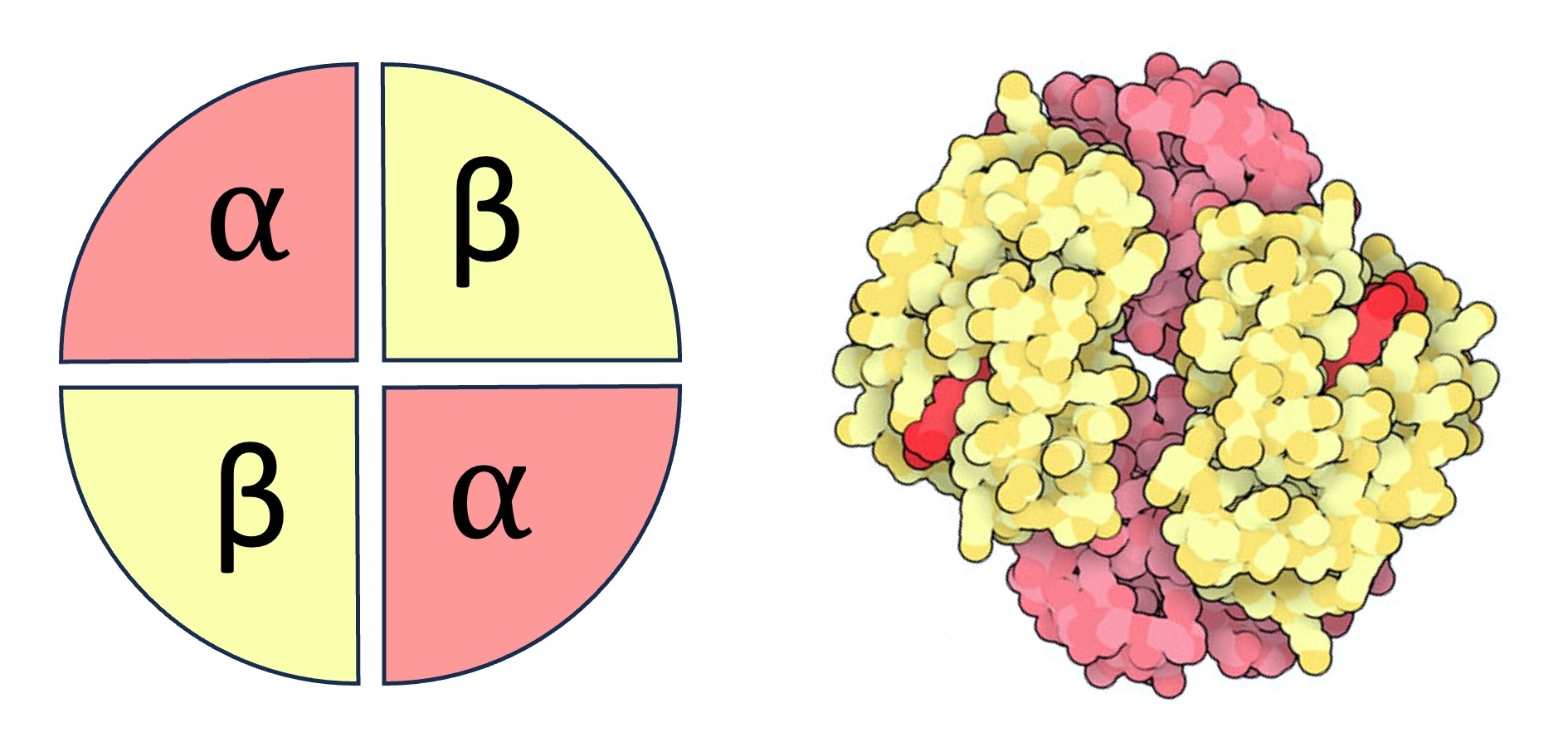 haemoglobin%20adult