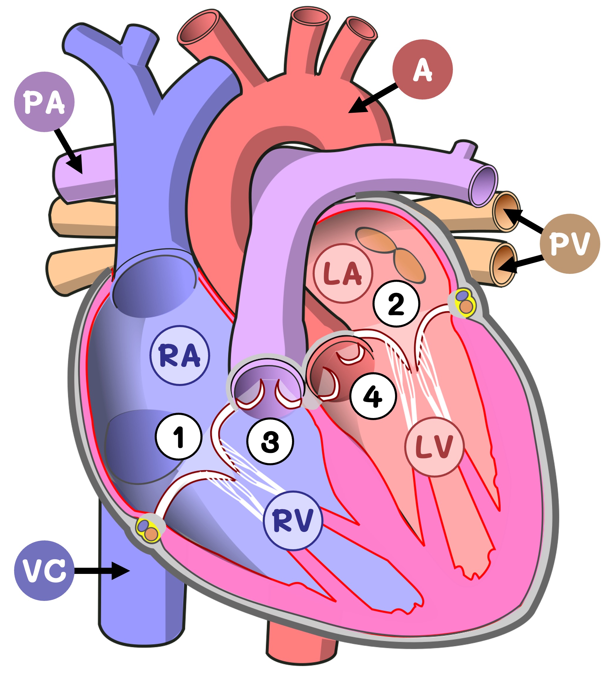 circulation%20double