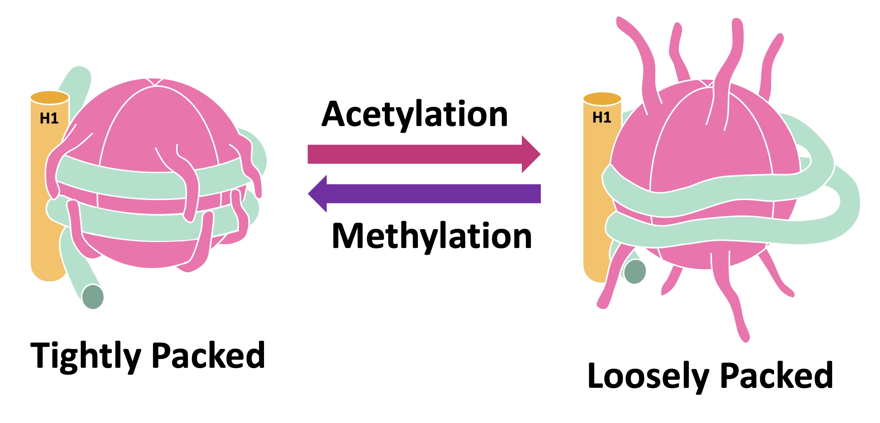 histone%20methylation%20mobile