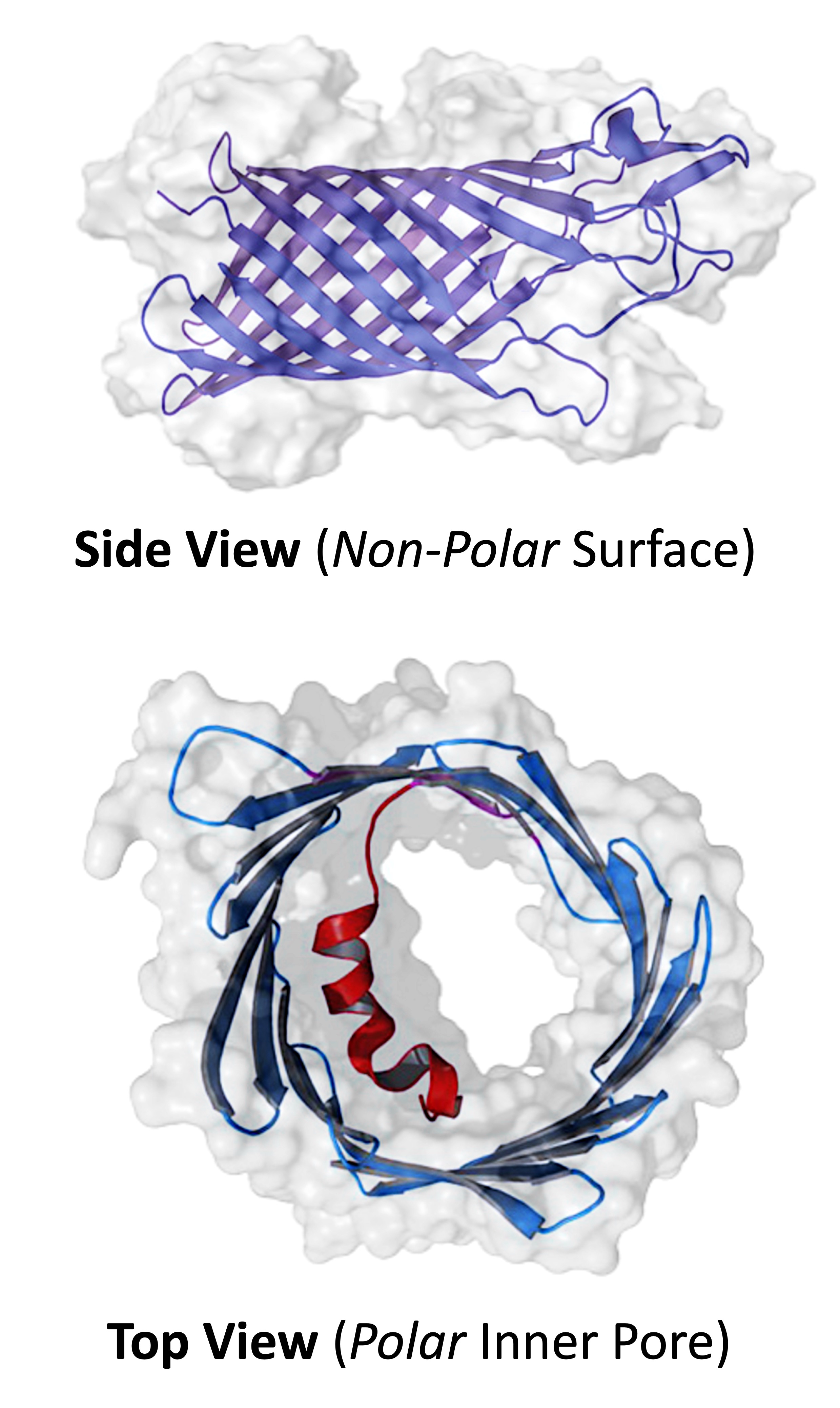 integral%20polarity%20mobile