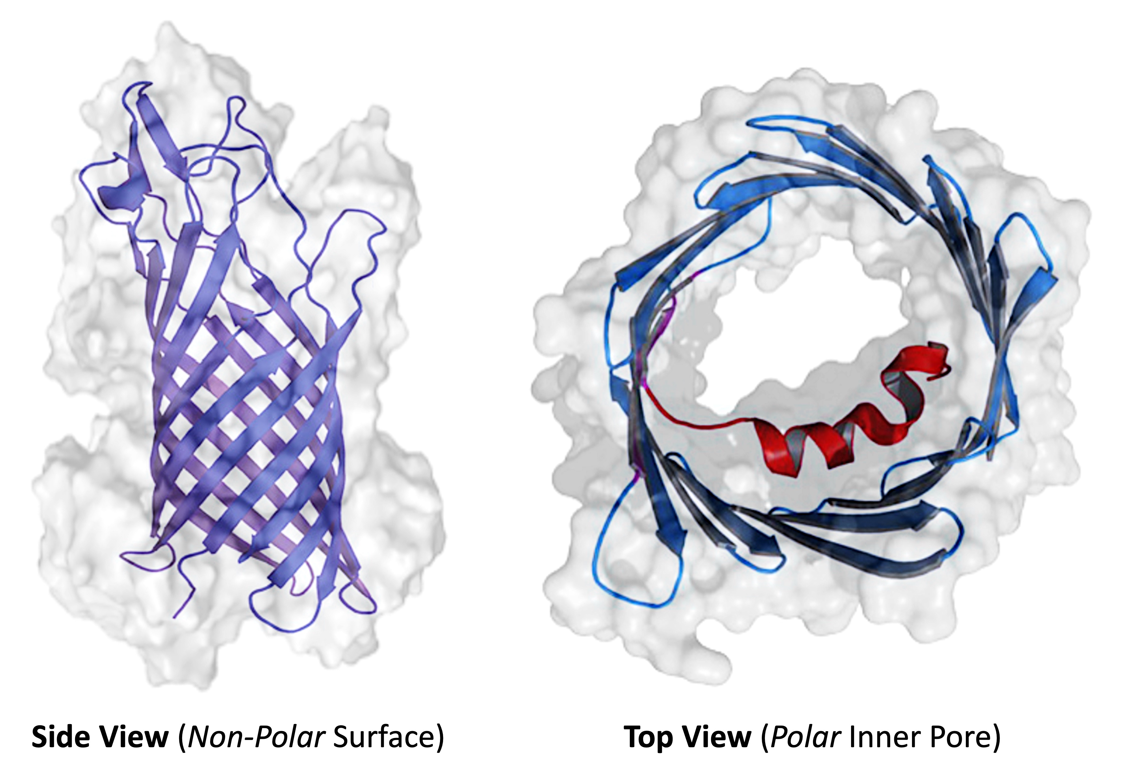 integral%20protein%20polarity