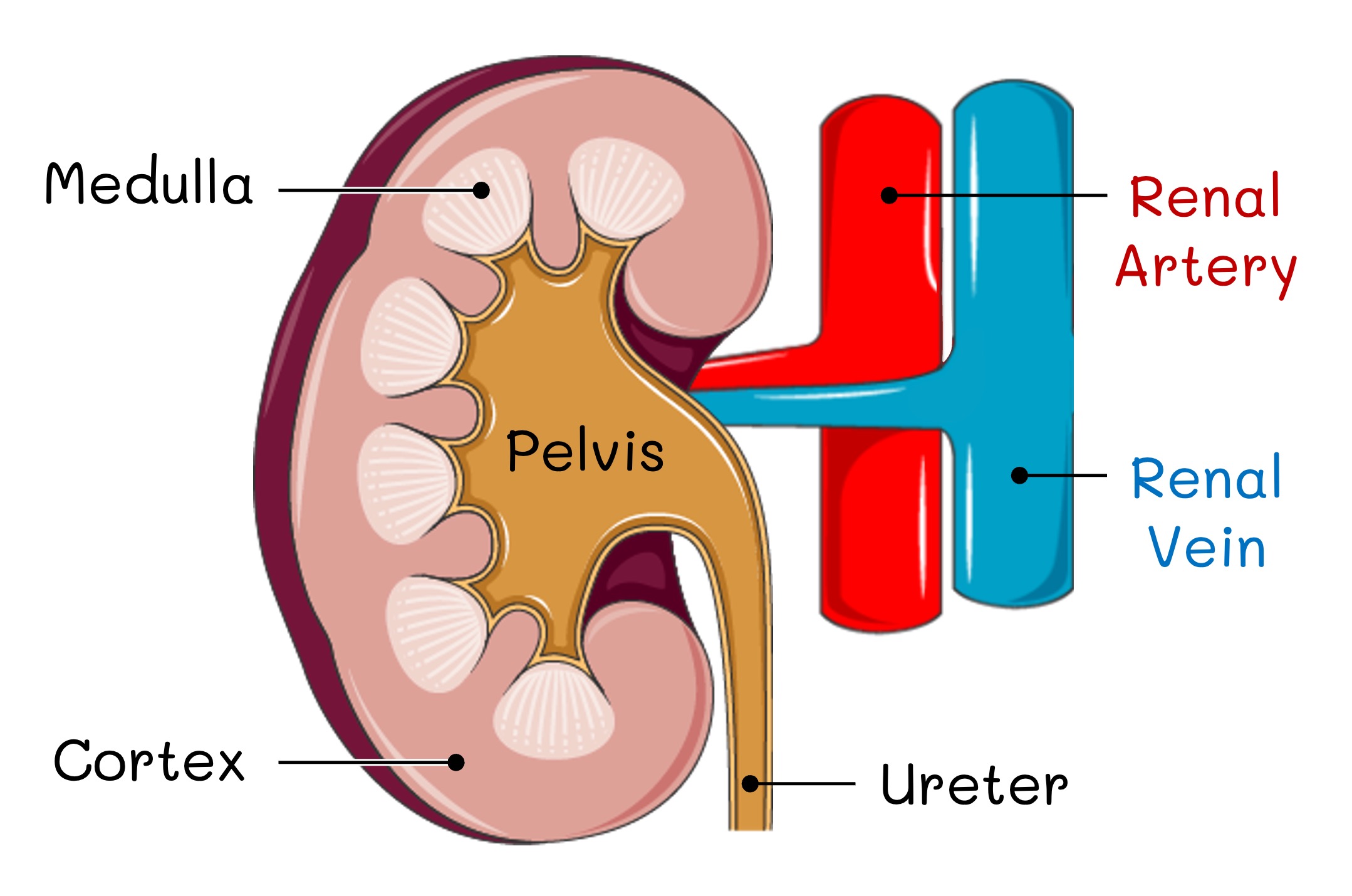 kidney
