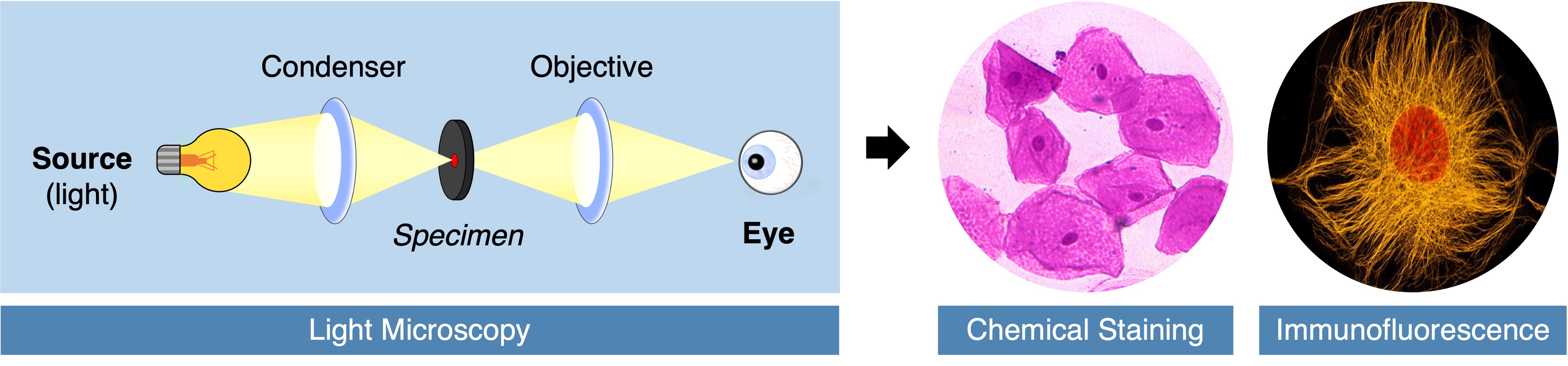 light%20microscopy
