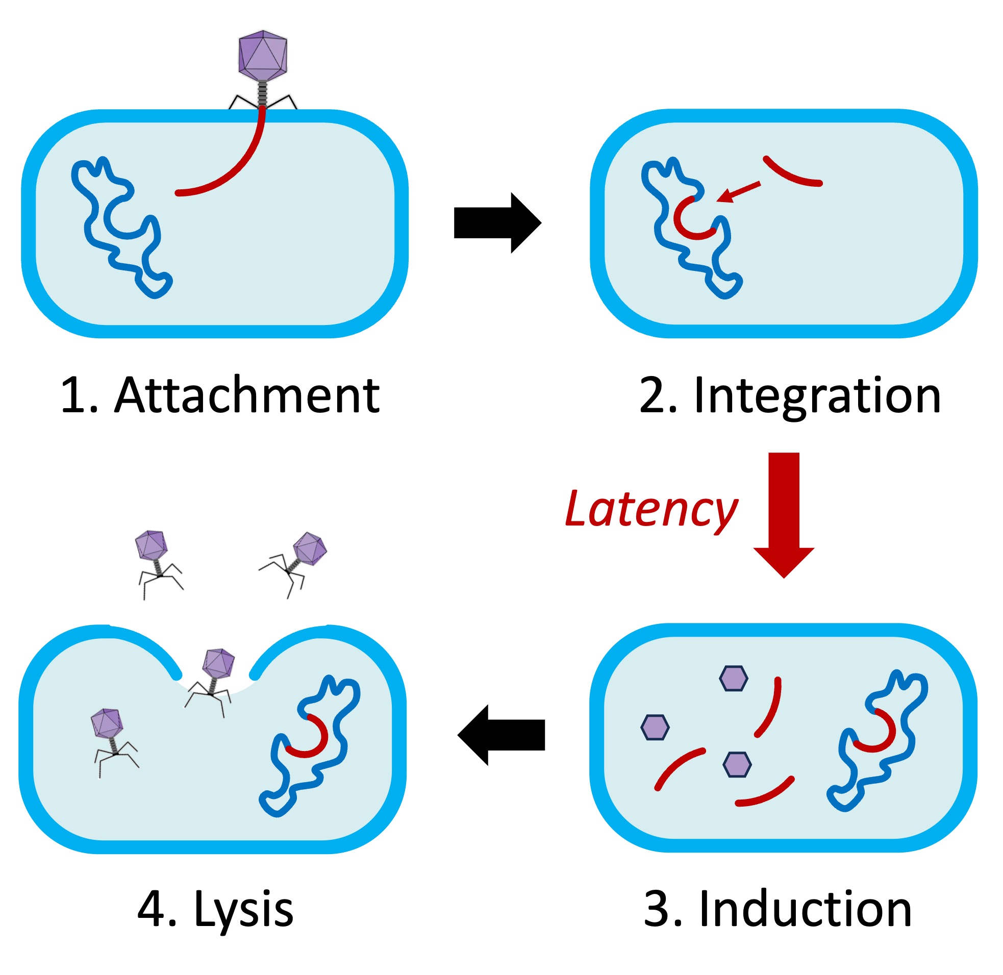 lytic%20cycle%20mobile